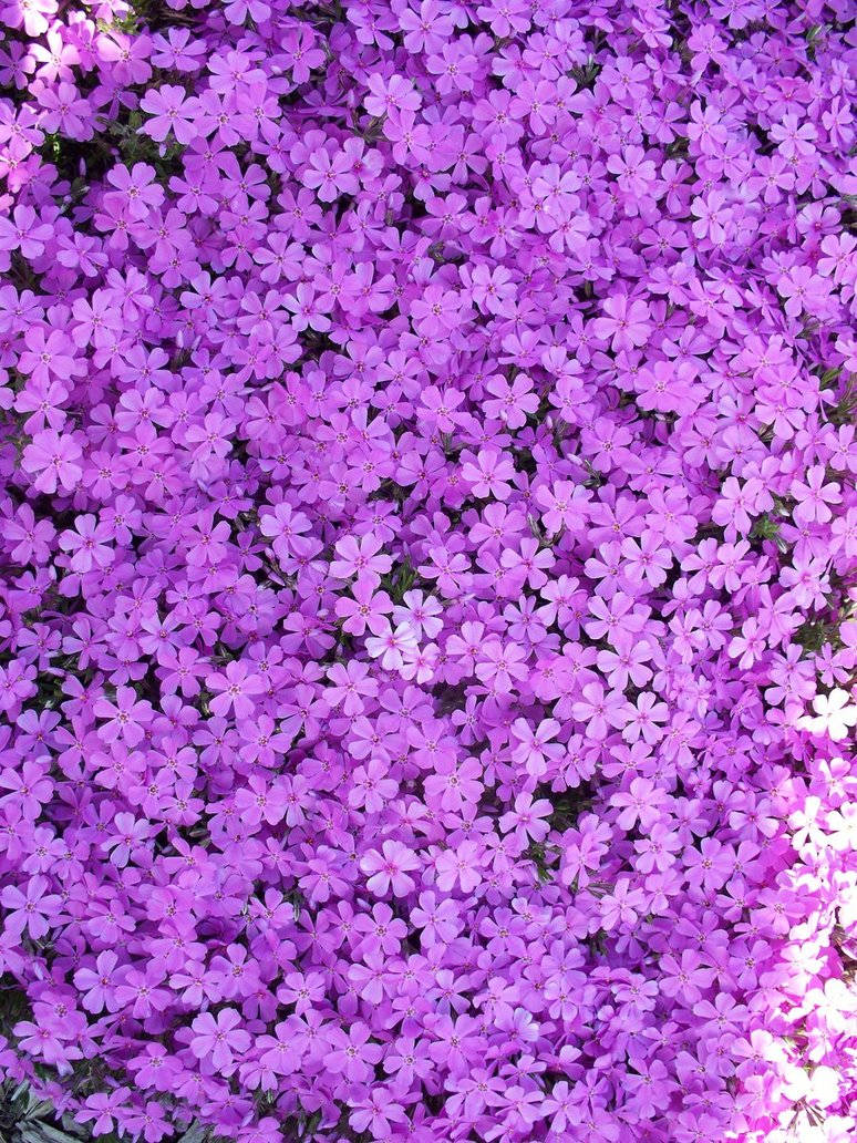 aesthetic purple flower, vibrant purple phlox flowers, soft natural light, SD Phone Wallpaper