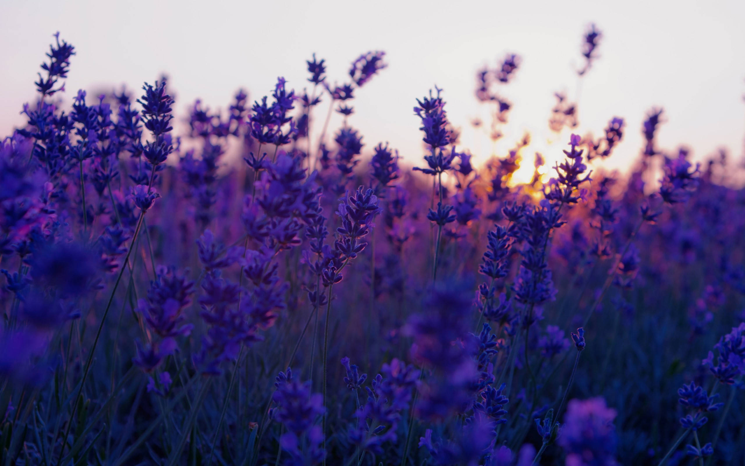 aesthetic purple flower, lavender blooms, sunset, 2K Desktop Wallpaper