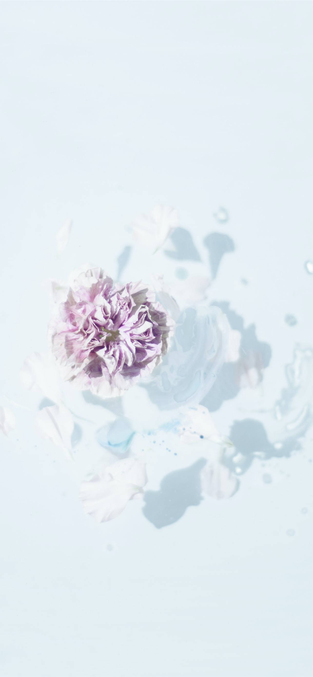 Aesthetic Purple Flower, purple flower, pale blue water, 2K Phone Wallpaper