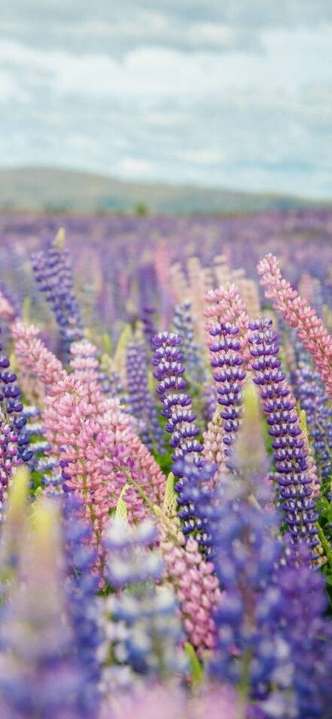 lupine field, purple and pink lupine flowers, soft cloudy sky, SD Phone Wallpaper