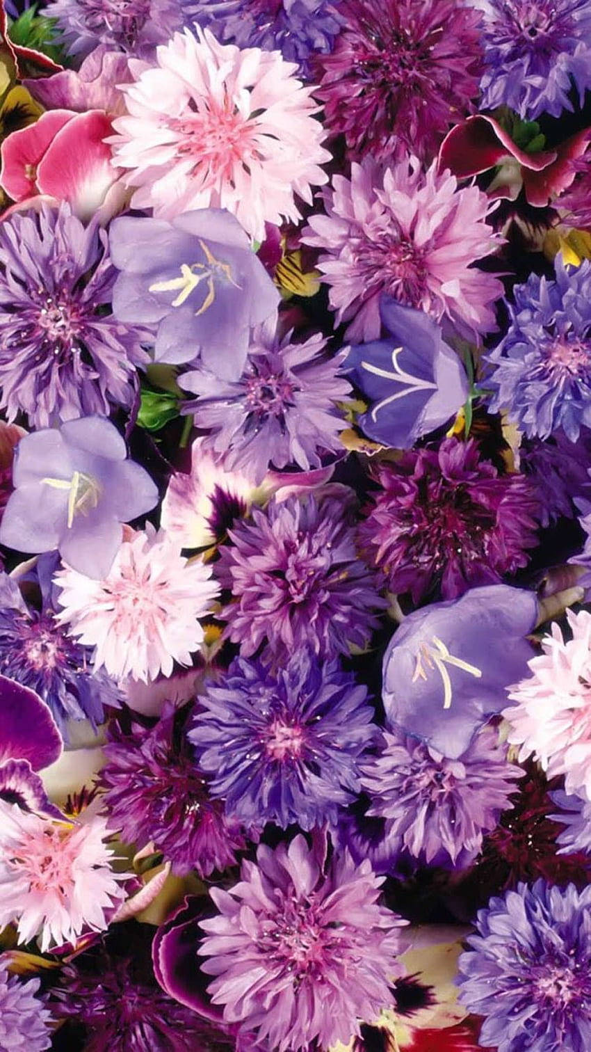 Cornflower, purple, pink, HD Phone Wallpaper