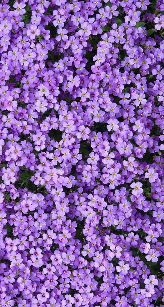 Aesthetic Purple Flower, purple flowers, yellow centers, SD Phone Wallpaper