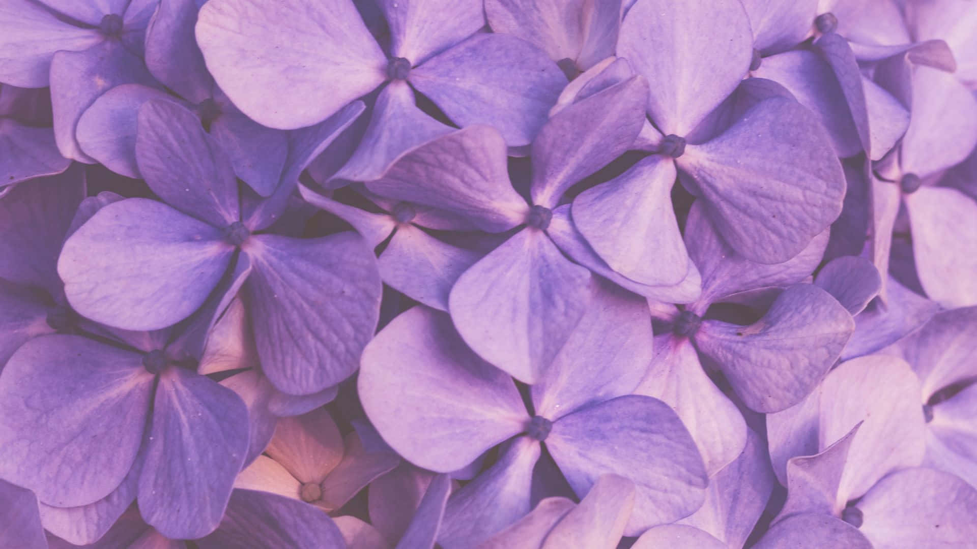 lavender hydrangea, soft lavender, delicate petals, Full HD Desktop Wallpaper