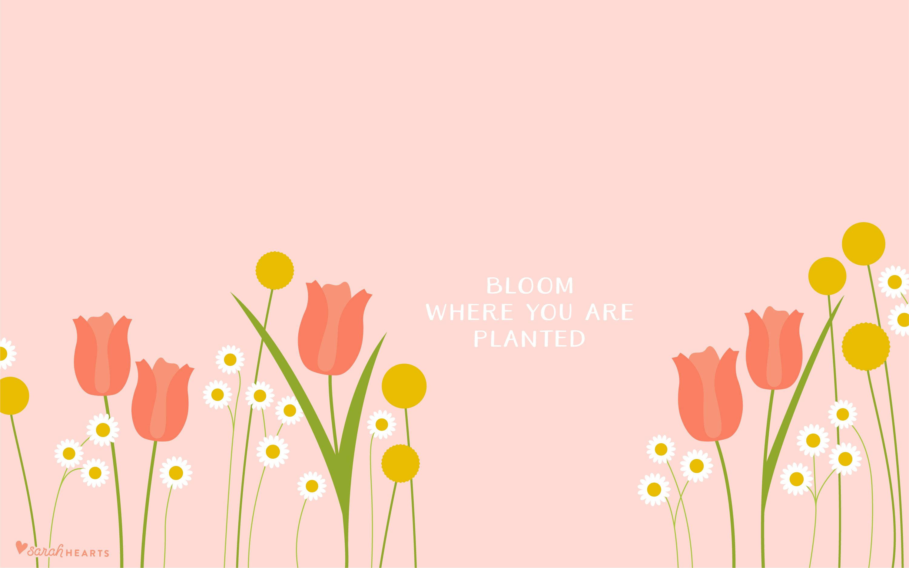 tulip, daisies, pink tulips, 2K Desktop Wallpaper