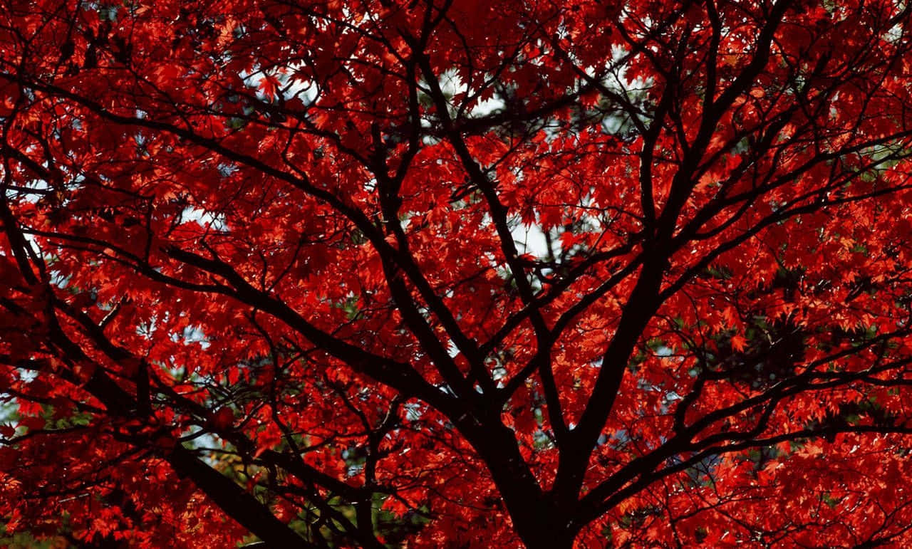 Aesthetic Red PC, vibrant red maple leaves, dark branches, HD Desktop Wallpaper