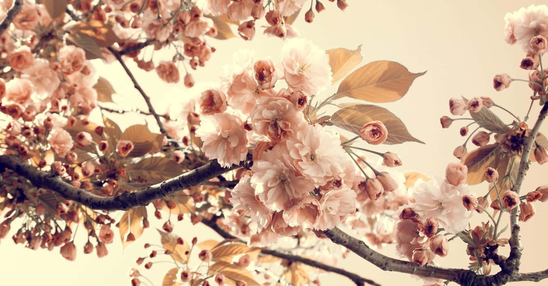 retro laptop, soft pink cherry blossoms, dark branches, HD Desktop Wallpaper