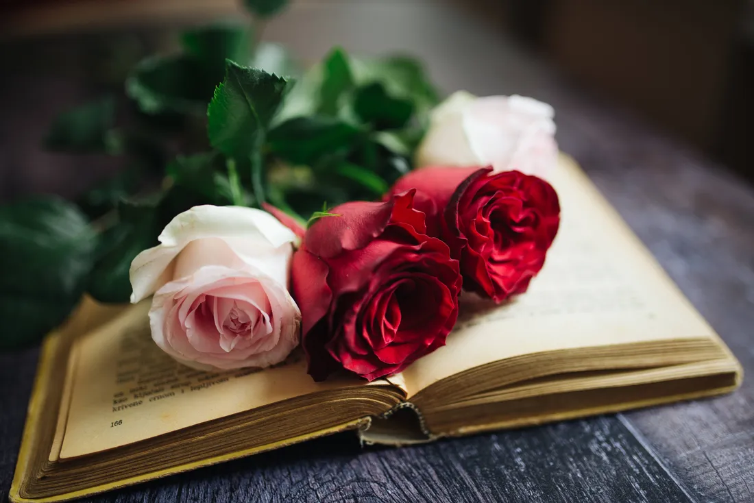 Aesthetic Rose