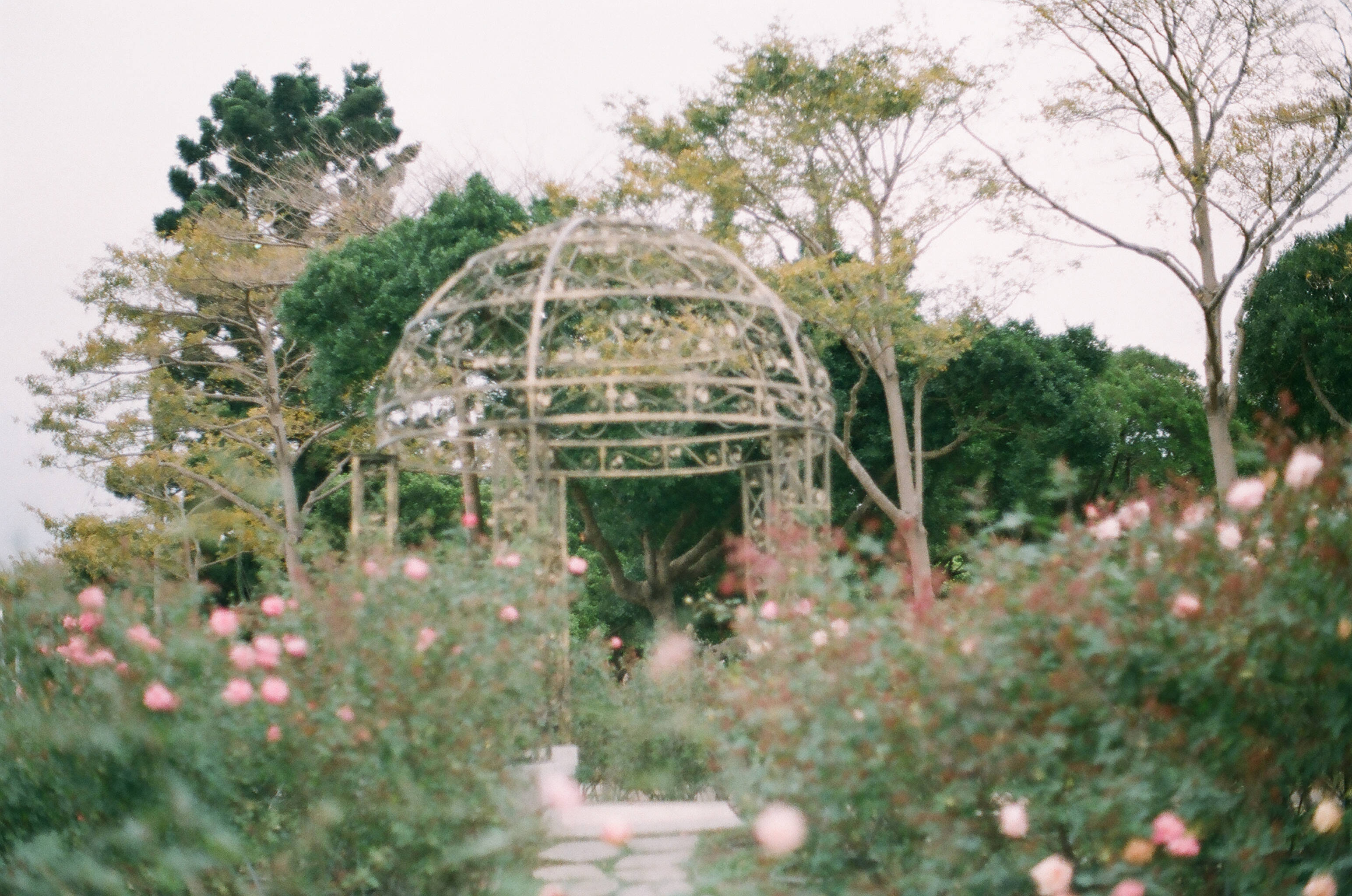 white metal arbor, soft pink roses, lush green trees, 2K Desktop Wallpaper