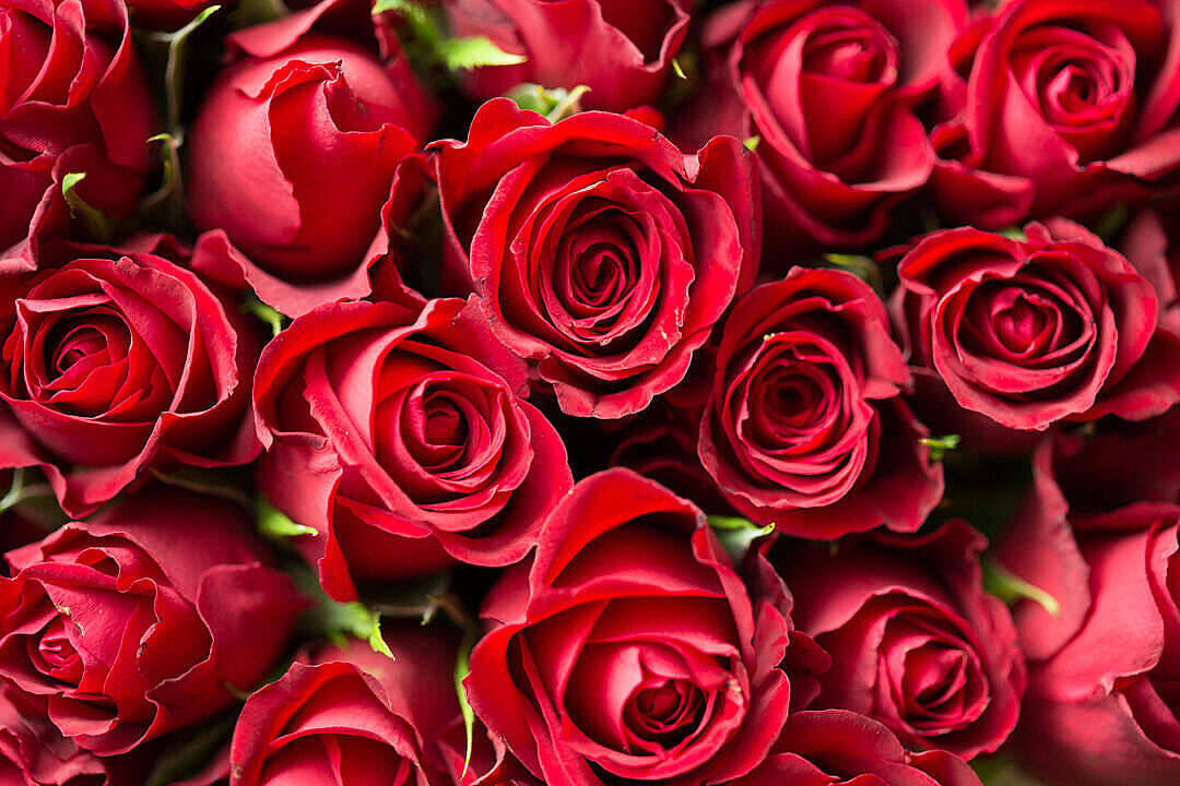 Aesthetic Rose, deep red roses, velvety, SD Desktop Wallpaper