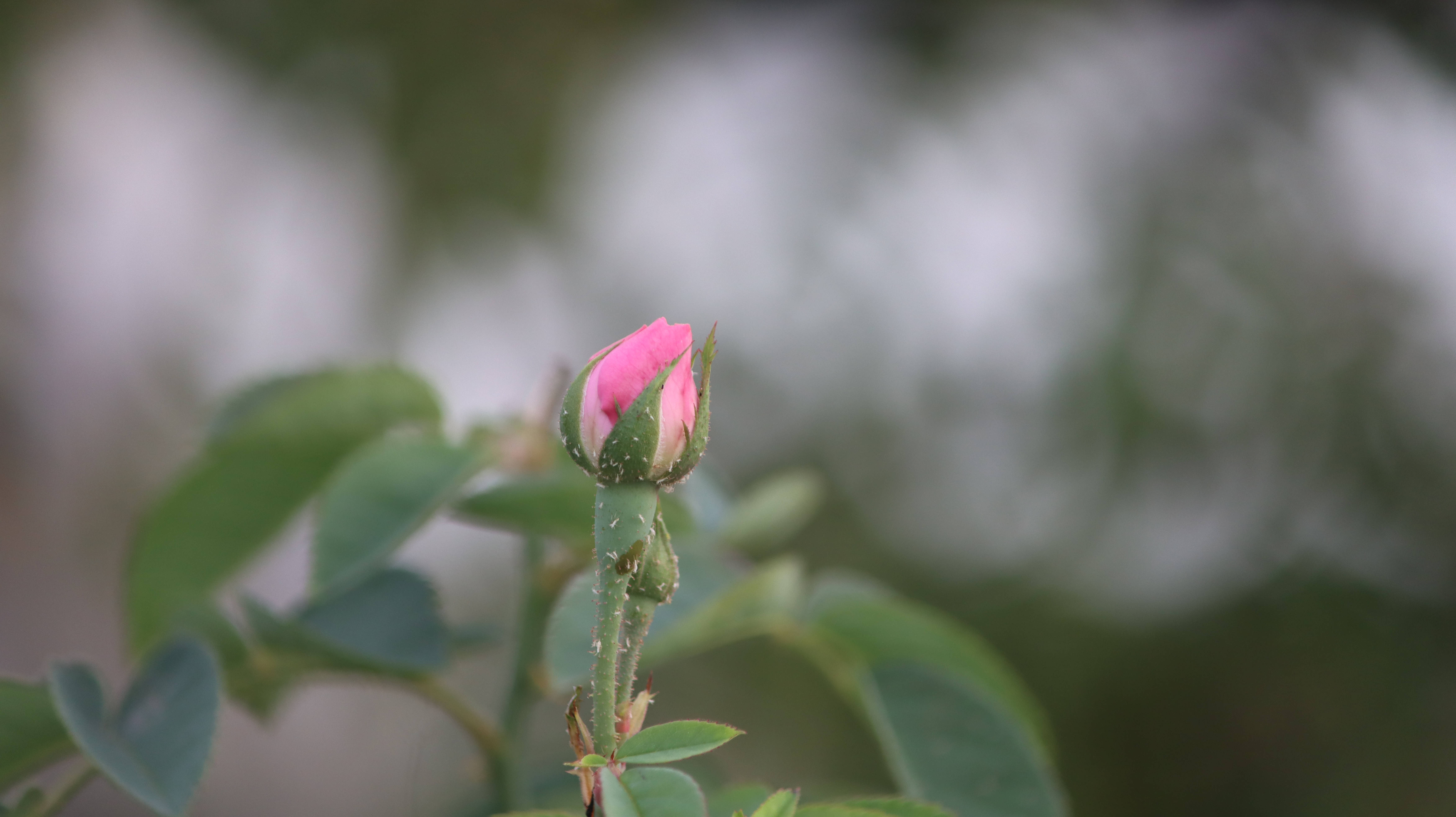 Aesthetic Rose Bud, pink rosebud, soft blurred green and white background, 5K Desktop Wallpaper