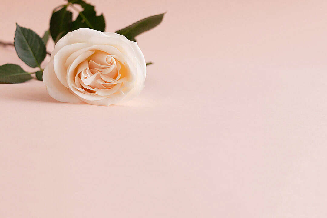 Cream Aesthetic Rose Flower, cream rose, green leaves, SD Desktop Wallpaper