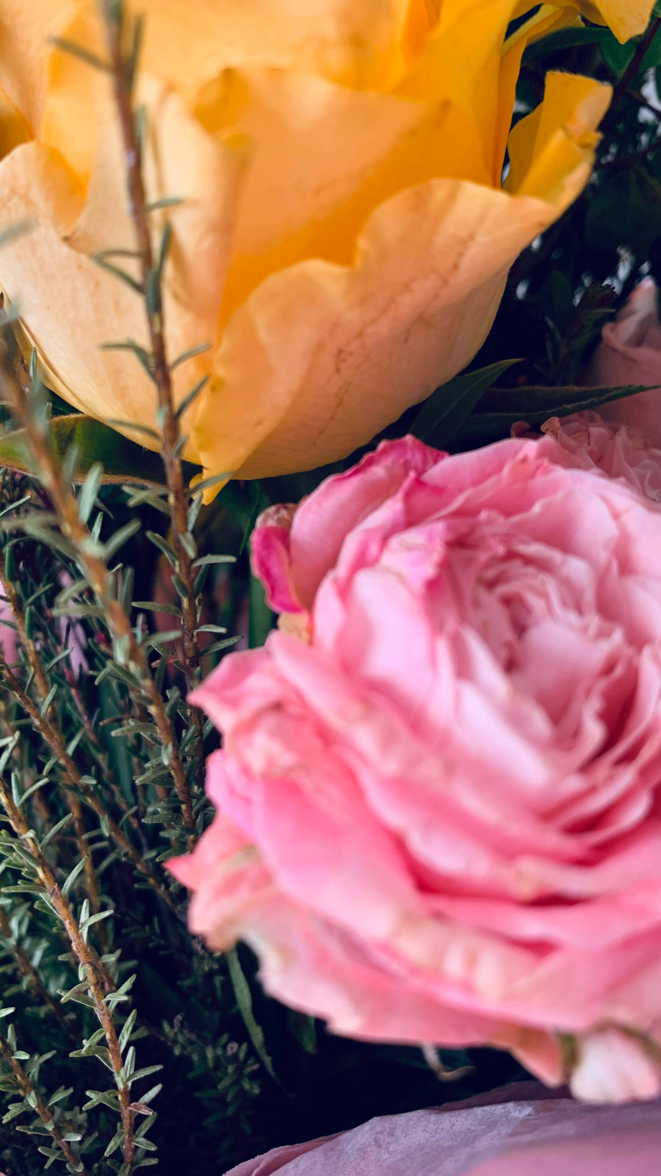 pink rose, golden yellow rose, greenery, 4K Phone Wallpaper