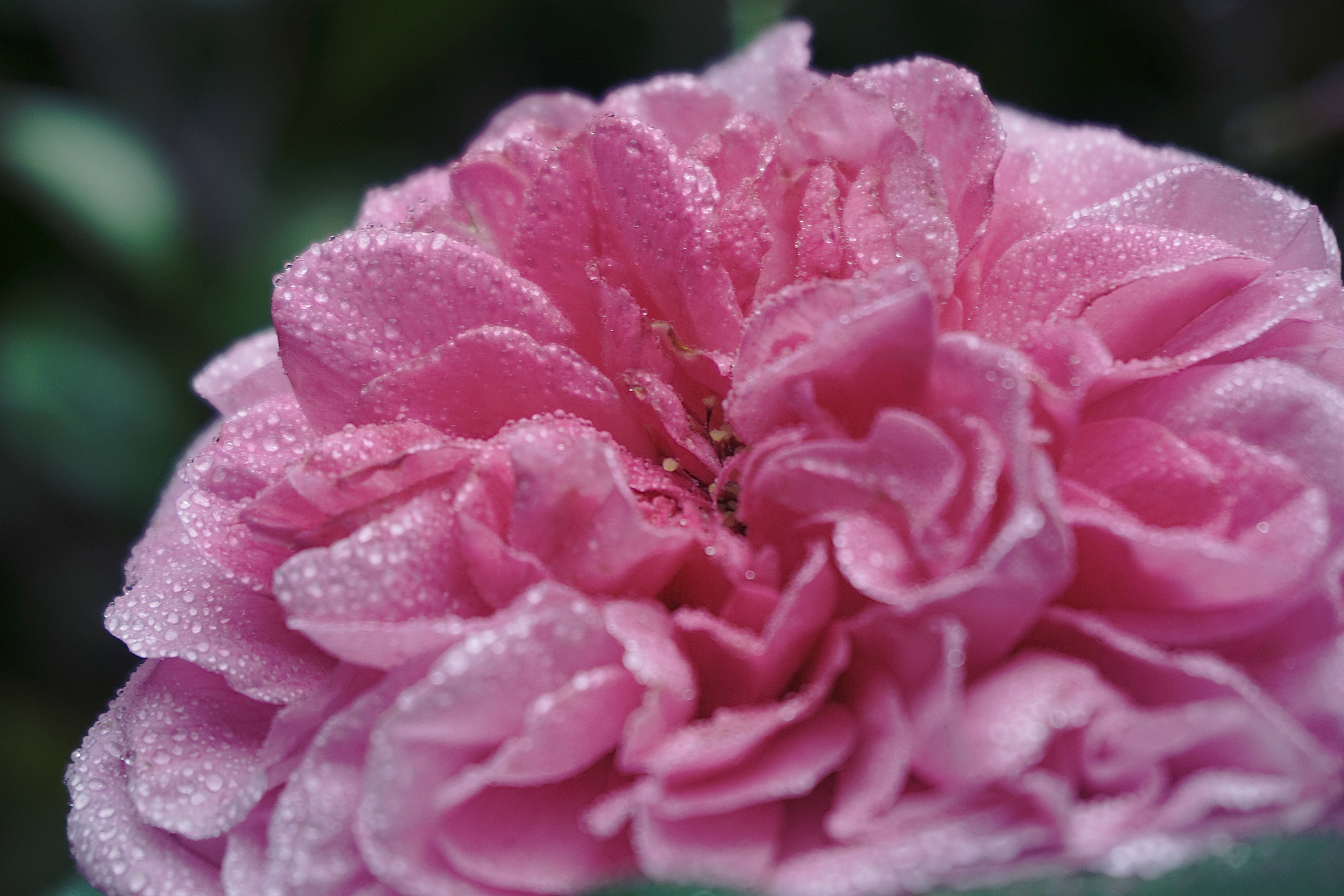 dewy pink aesthetic rose, vibrant pink rose, dewdrops, 5K Desktop Wallpaper