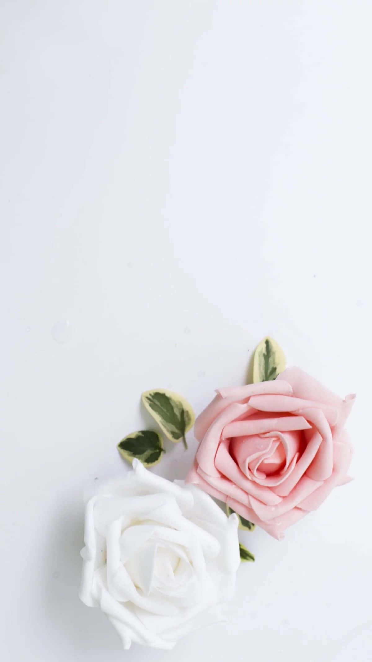 pink and white aesthetic, Aesthetic Rose, roses, Full HD Phone Wallpaper