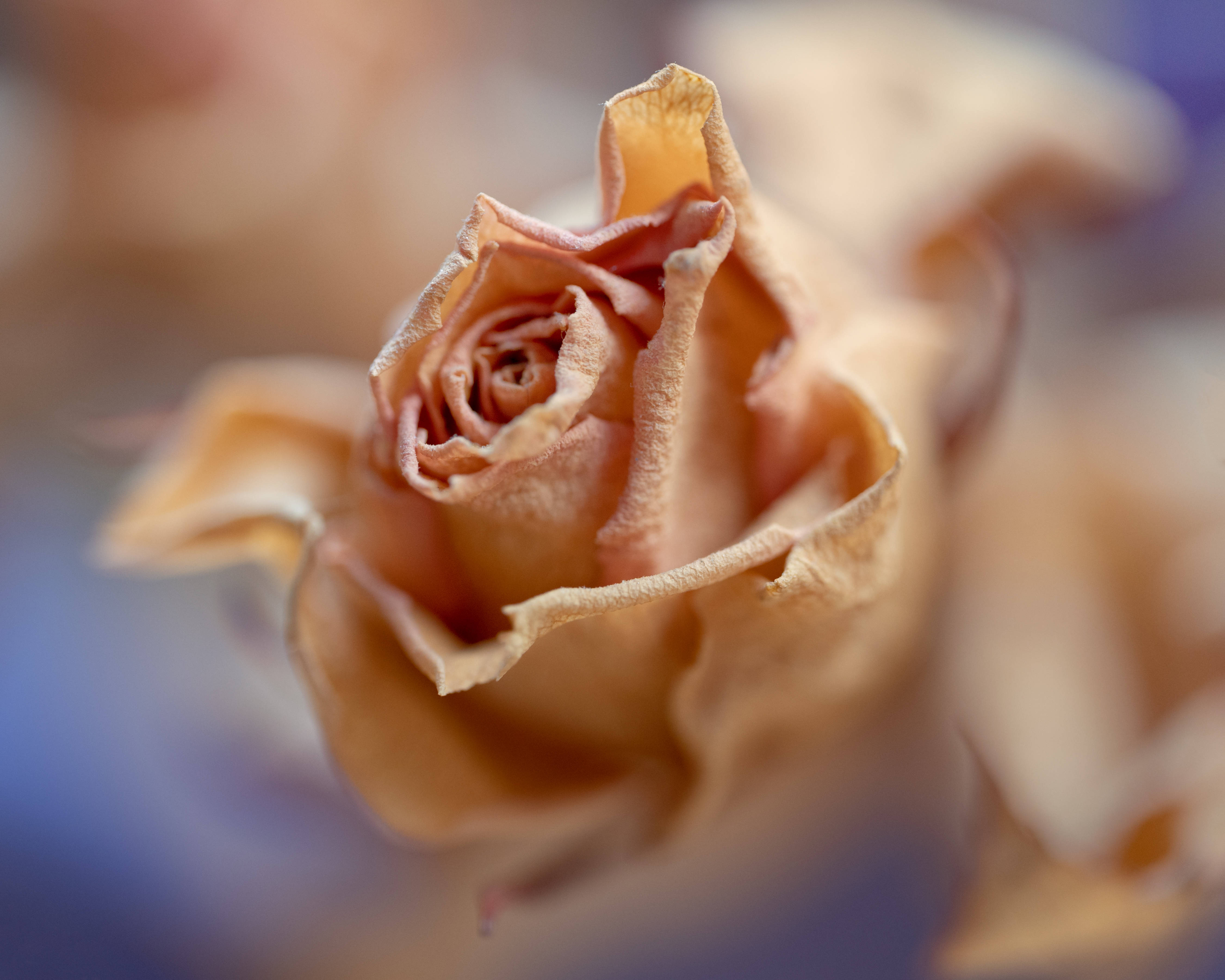 golden aesthetic rose, dried peach-colored rosebud, delicate curled petals, 4K Desktop Wallpaper