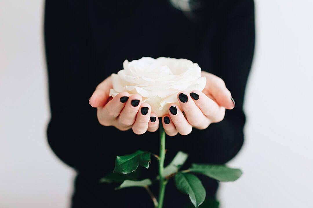 Big White Aesthetic Rose, white rose, black nails, SD Desktop Wallpaper