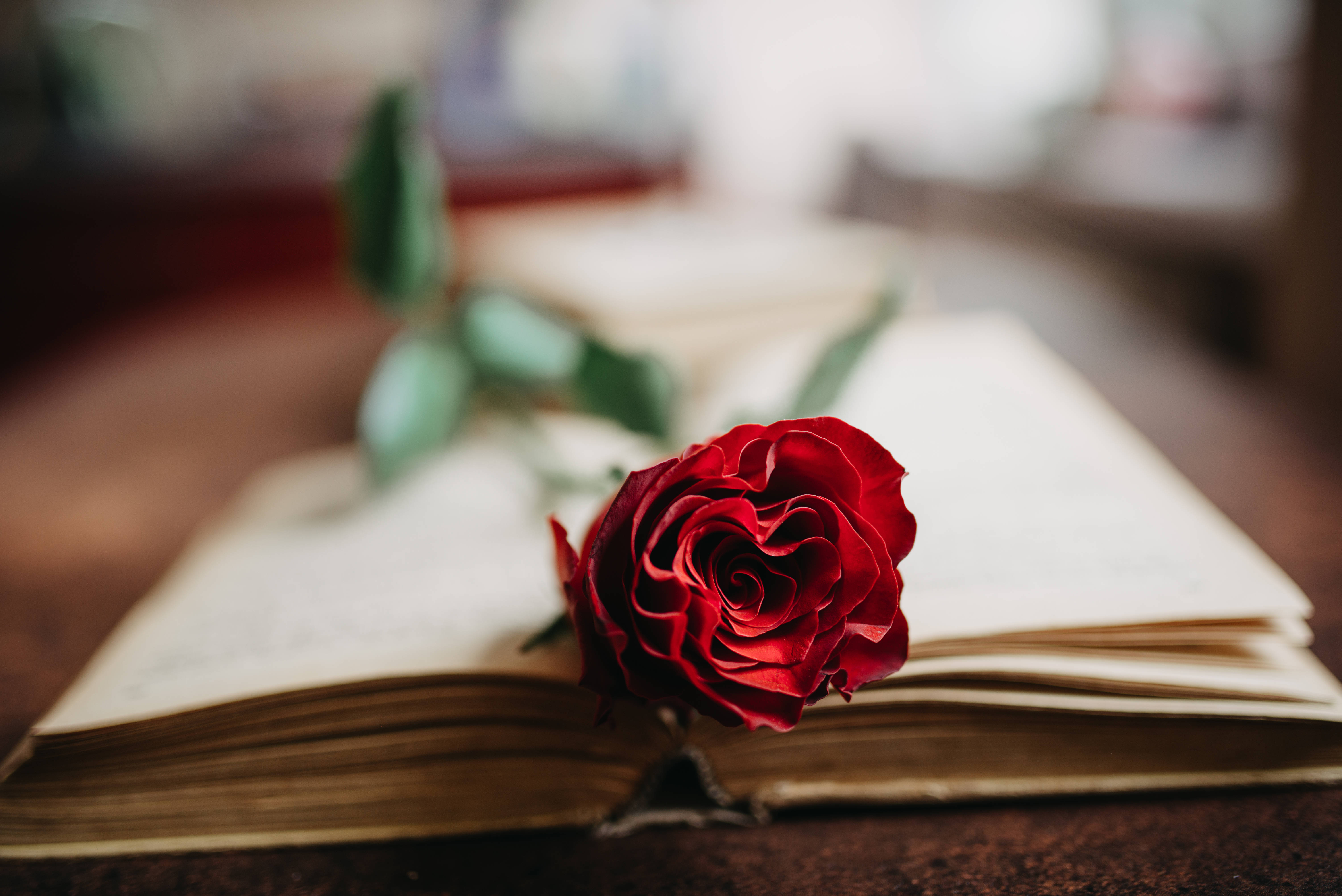 vivid red rose, aged book, open pages, 5K Desktop Wallpaper