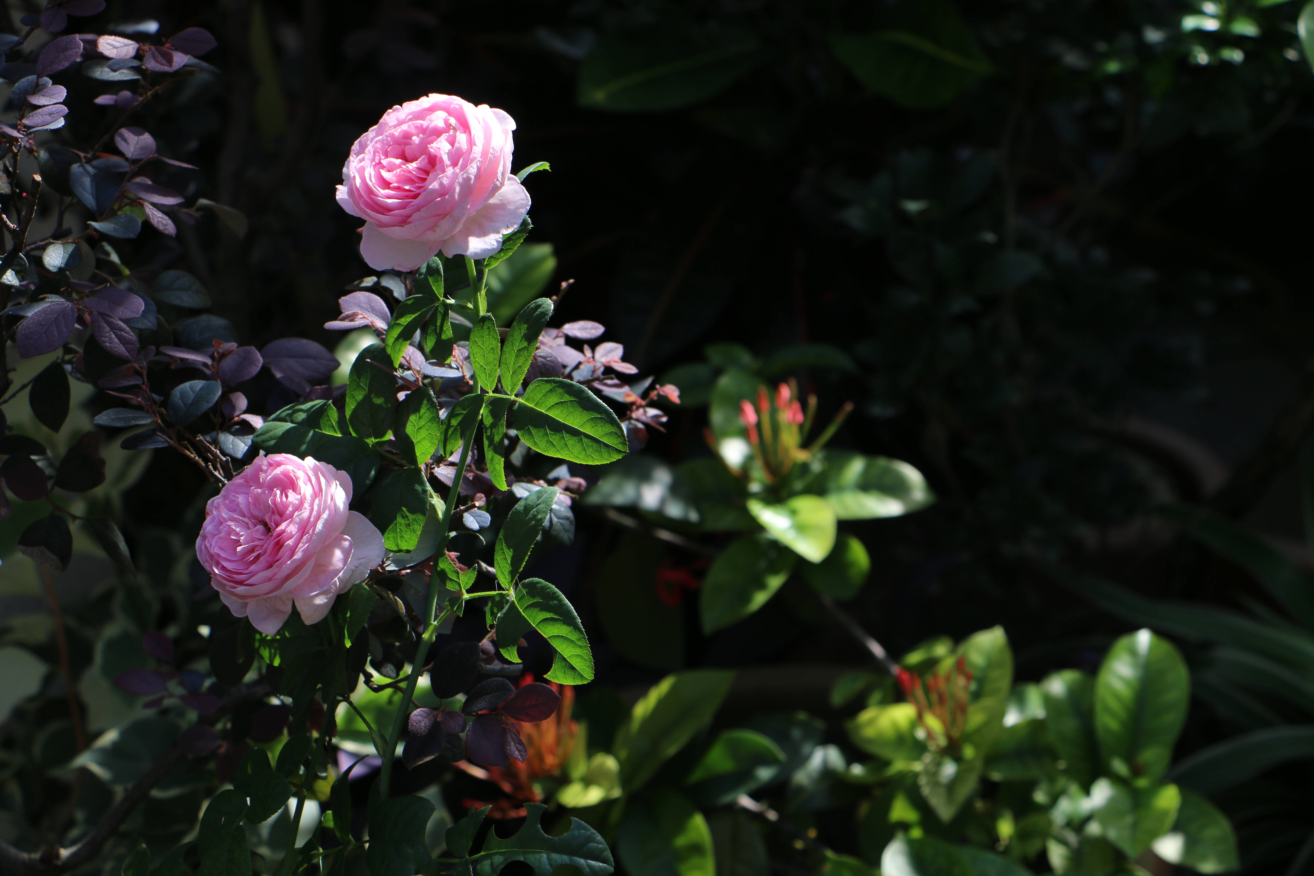 Aesthetic Rose, pink roses, dappled sunlight, 5K Desktop Wallpaper