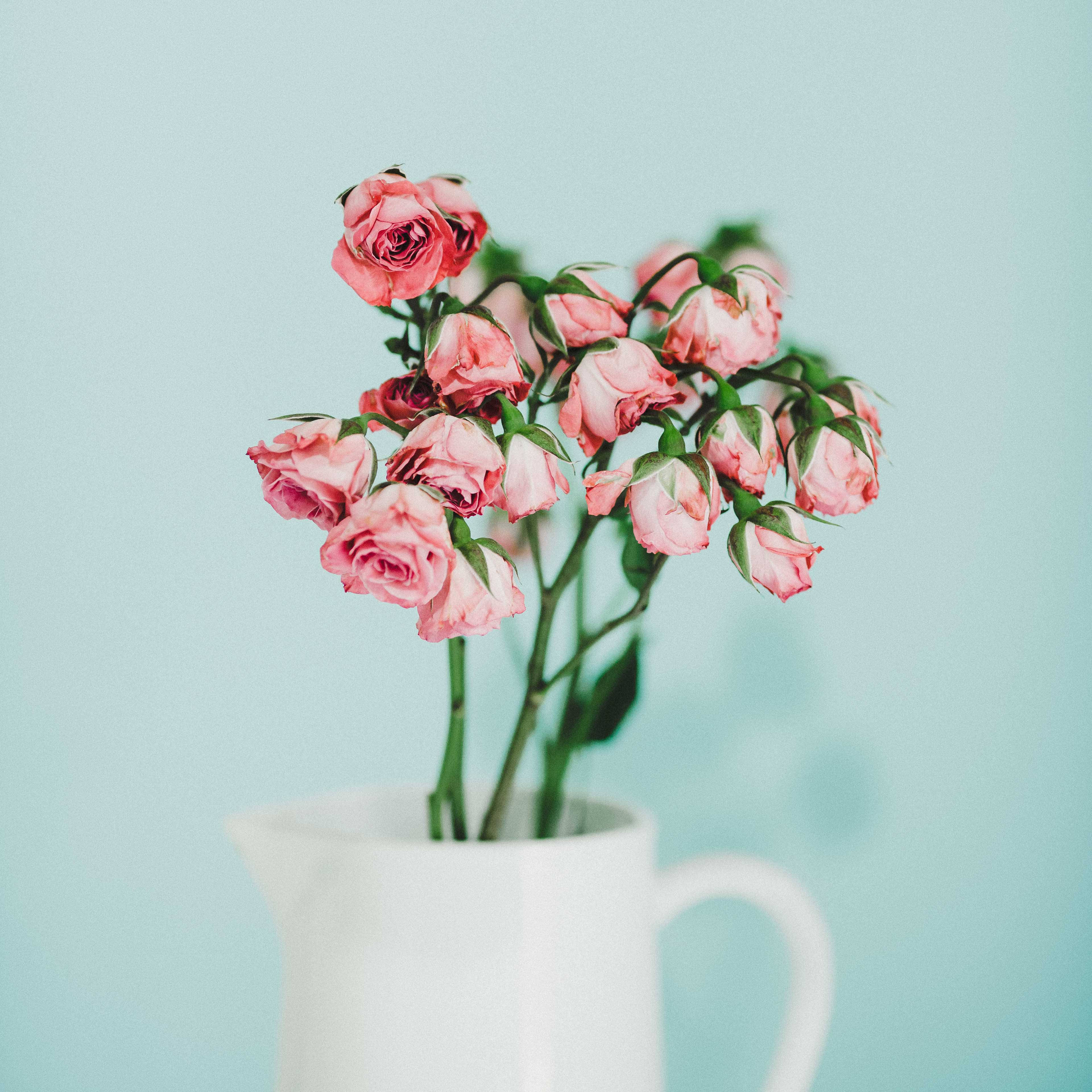 Aesthetic Rose, white pitcher, pink roses, 4K Desktop Wallpaper