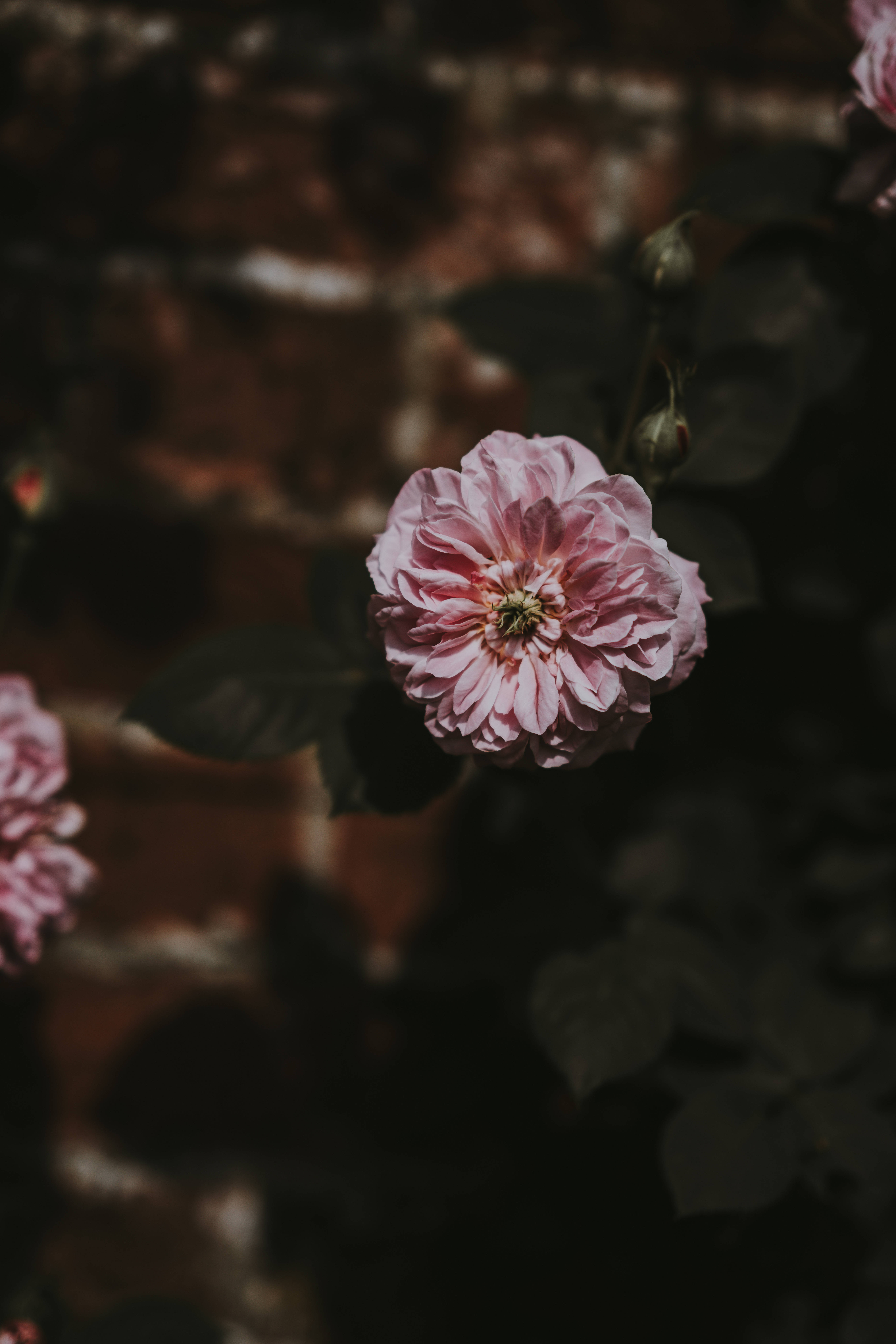 pale pink aesthetic rose, soft pink rose, blurred brick wall, 8K Phone Wallpaper