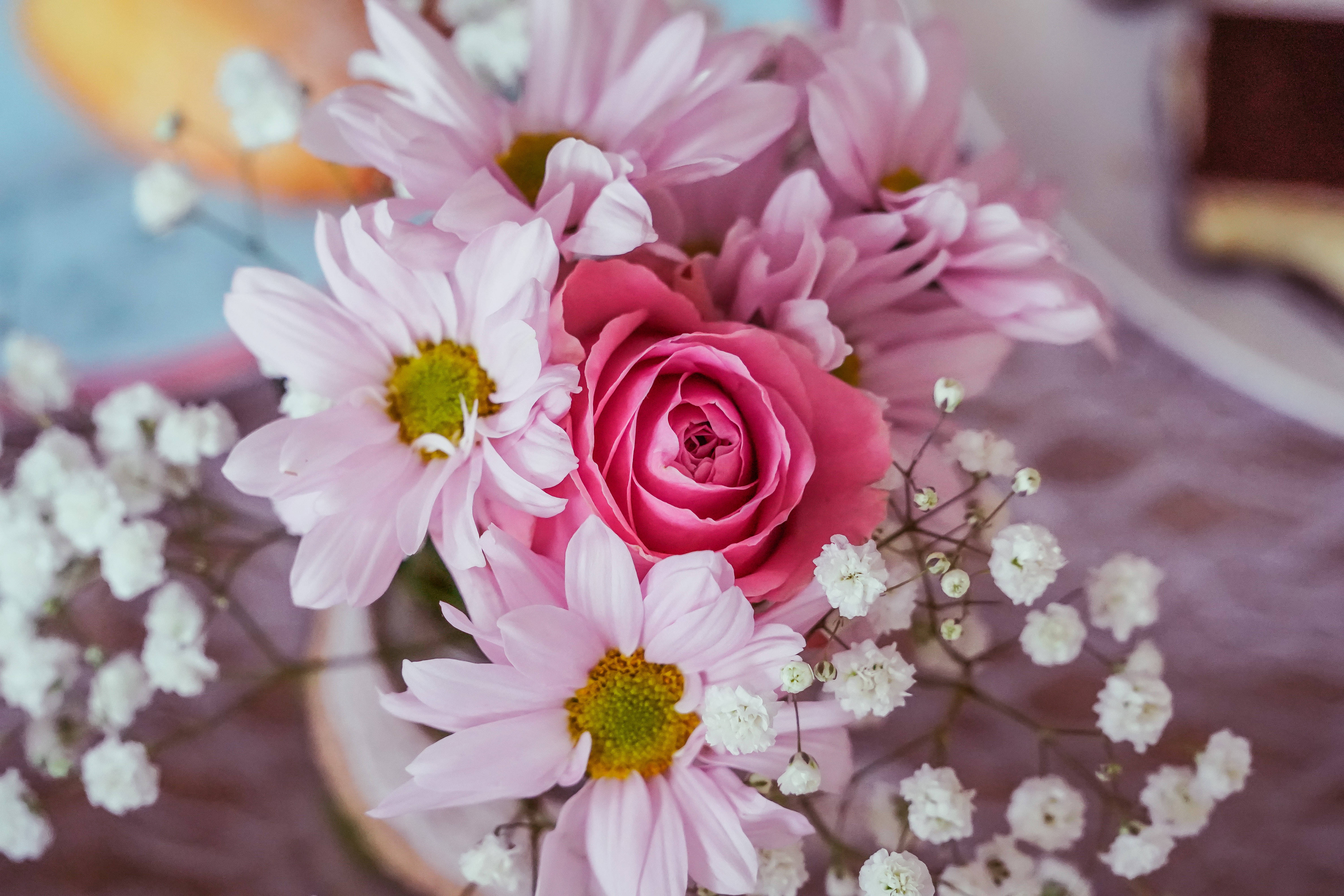 pink roses, daisies, baby's breath, 5K Desktop Wallpaper