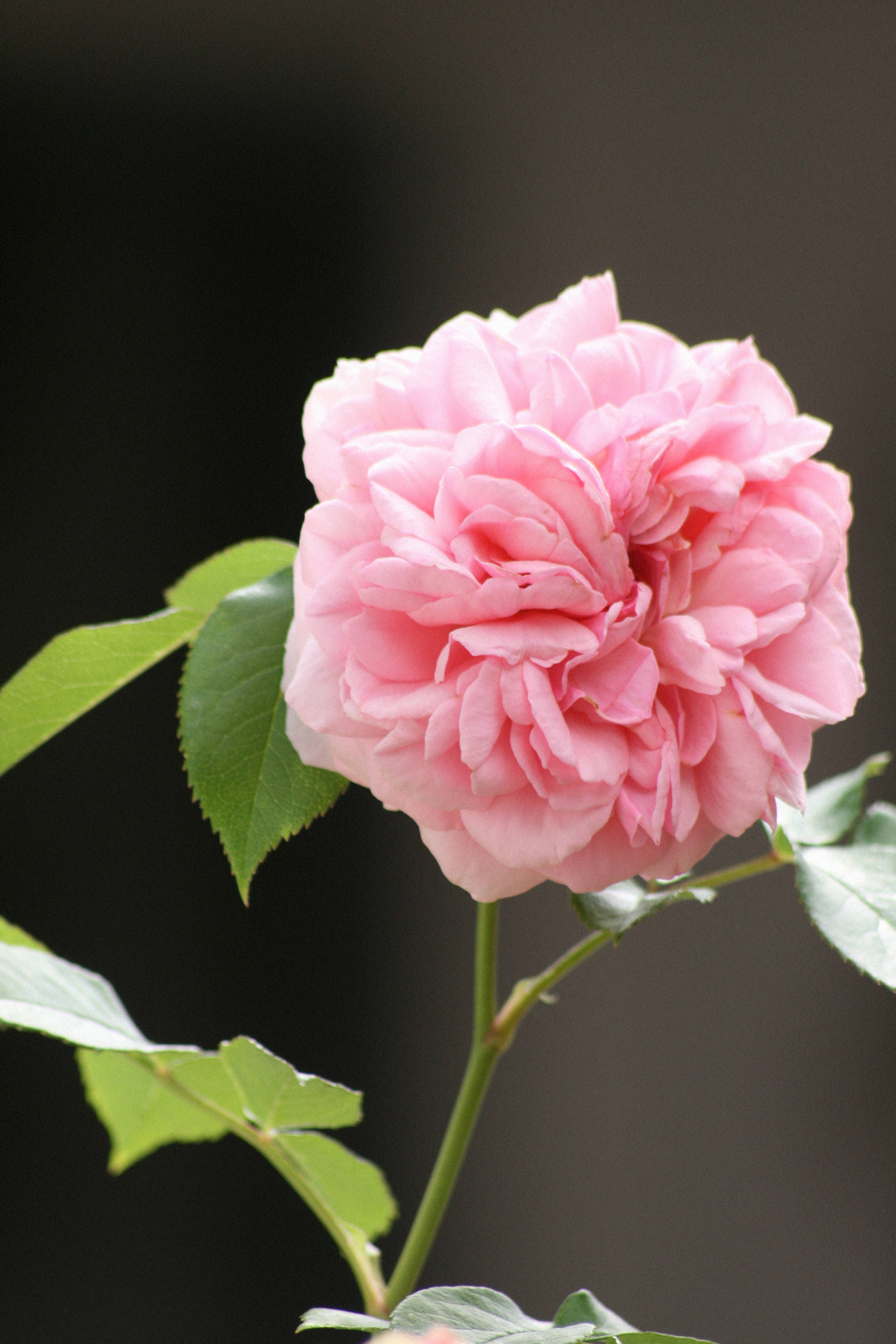 pink rose, dark blurred background, vibrant green leaves, 4K Phone Wallpaper