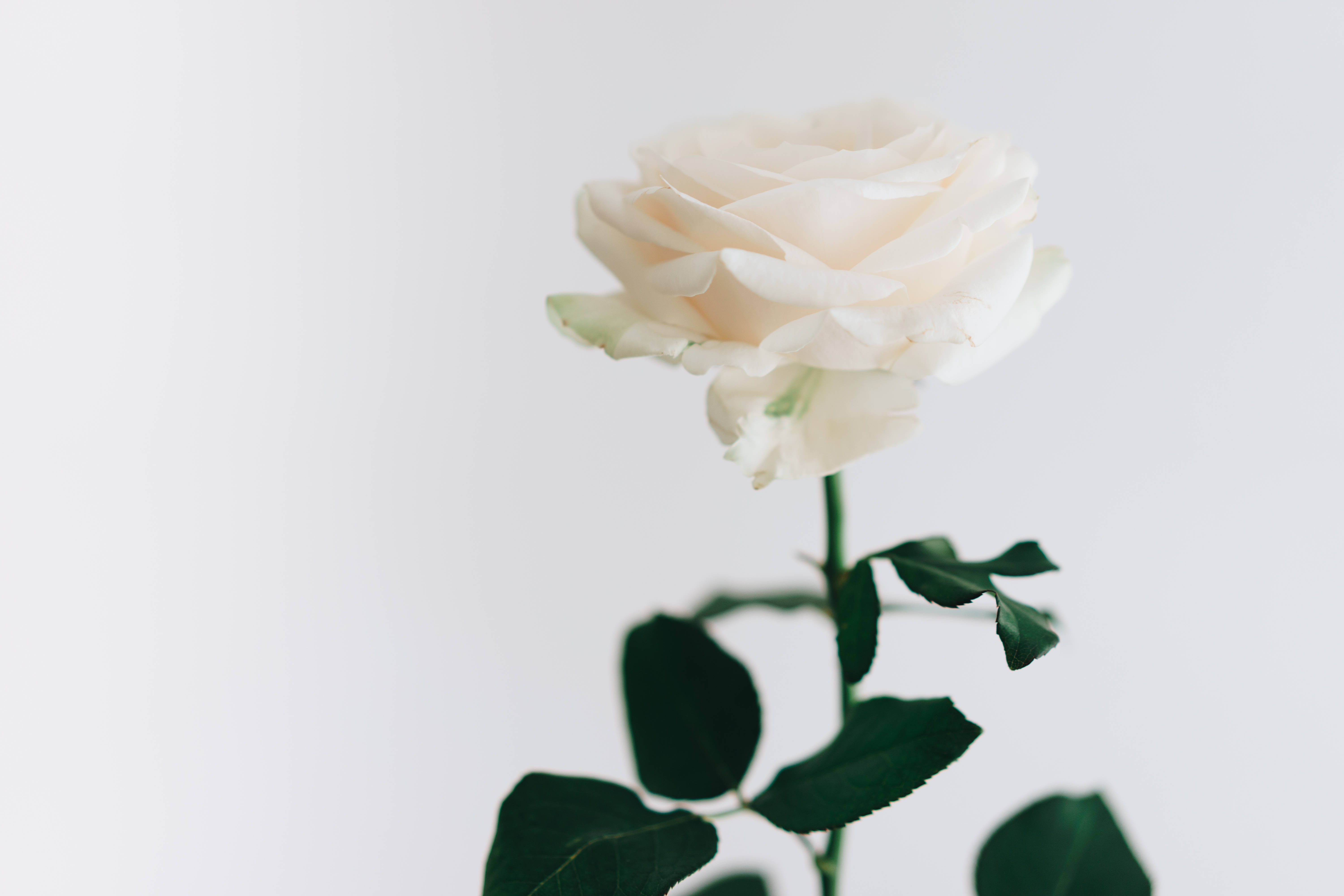 Aesthetic Rose, cream rose, lush green leaves, 5K Desktop Wallpaper