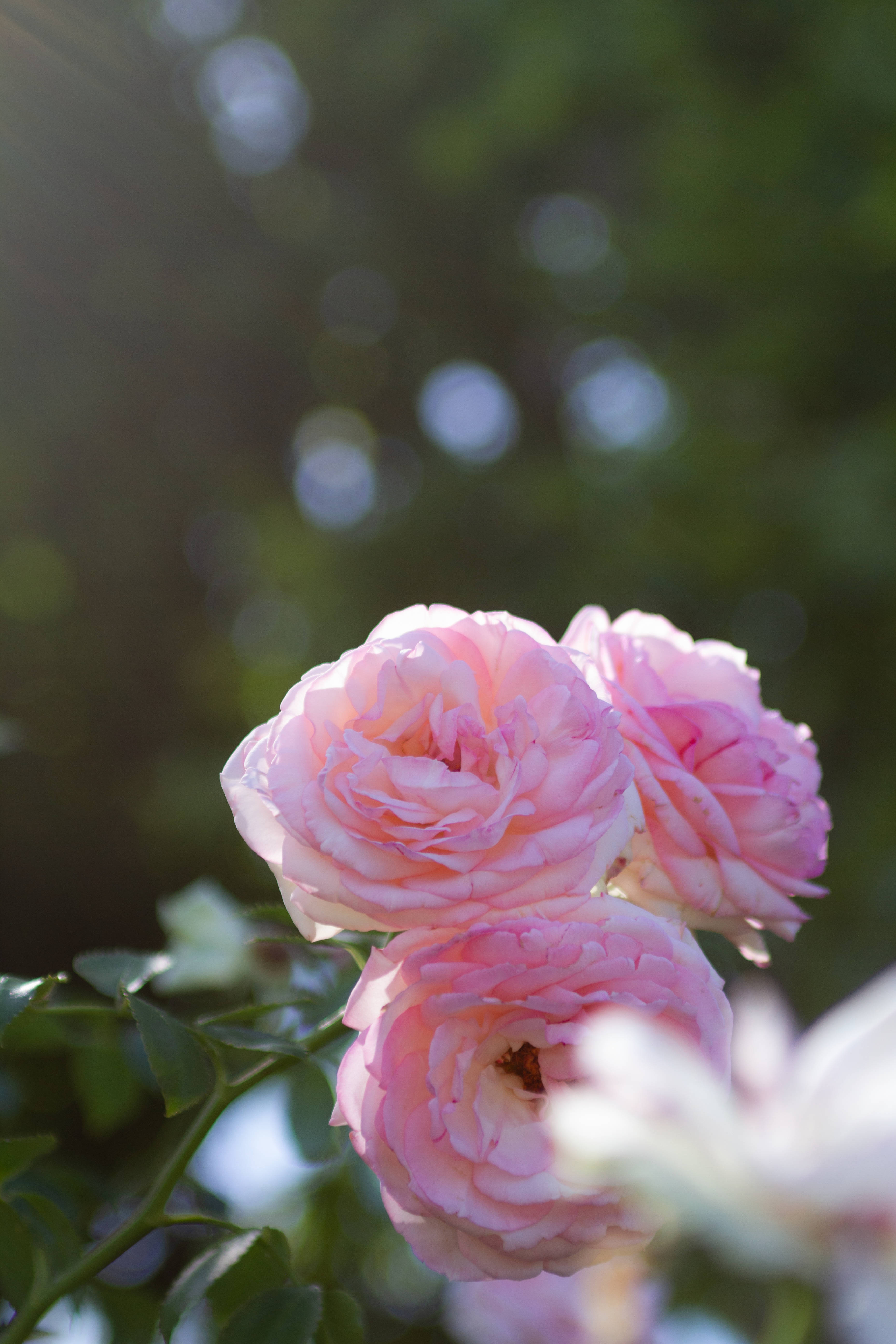 Aesthetic Rose, soft pink roses, gentle sunlight, 5K Phone Wallpaper