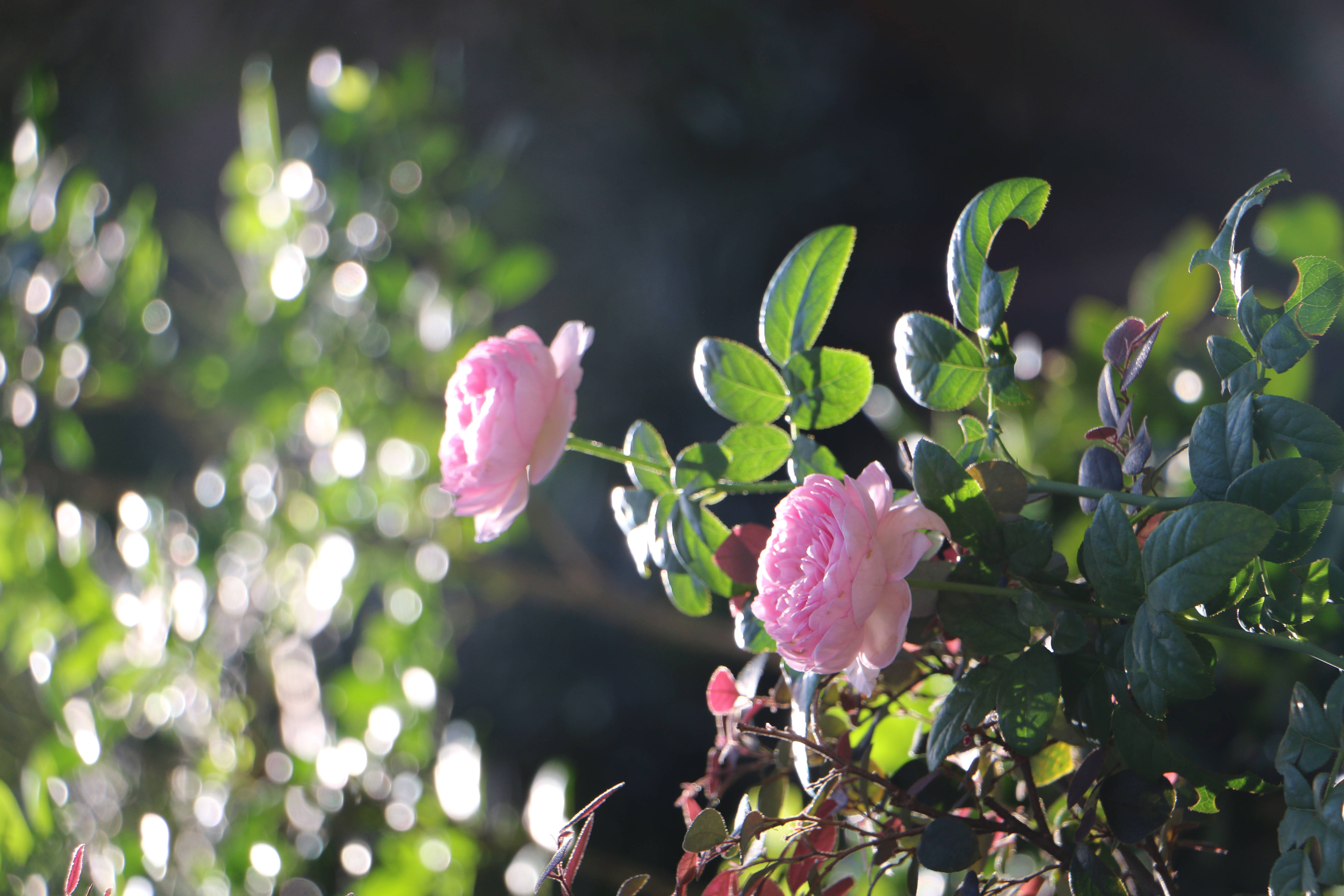 Aesthetic Rose, garden, pink roses, 5K Desktop Wallpaper