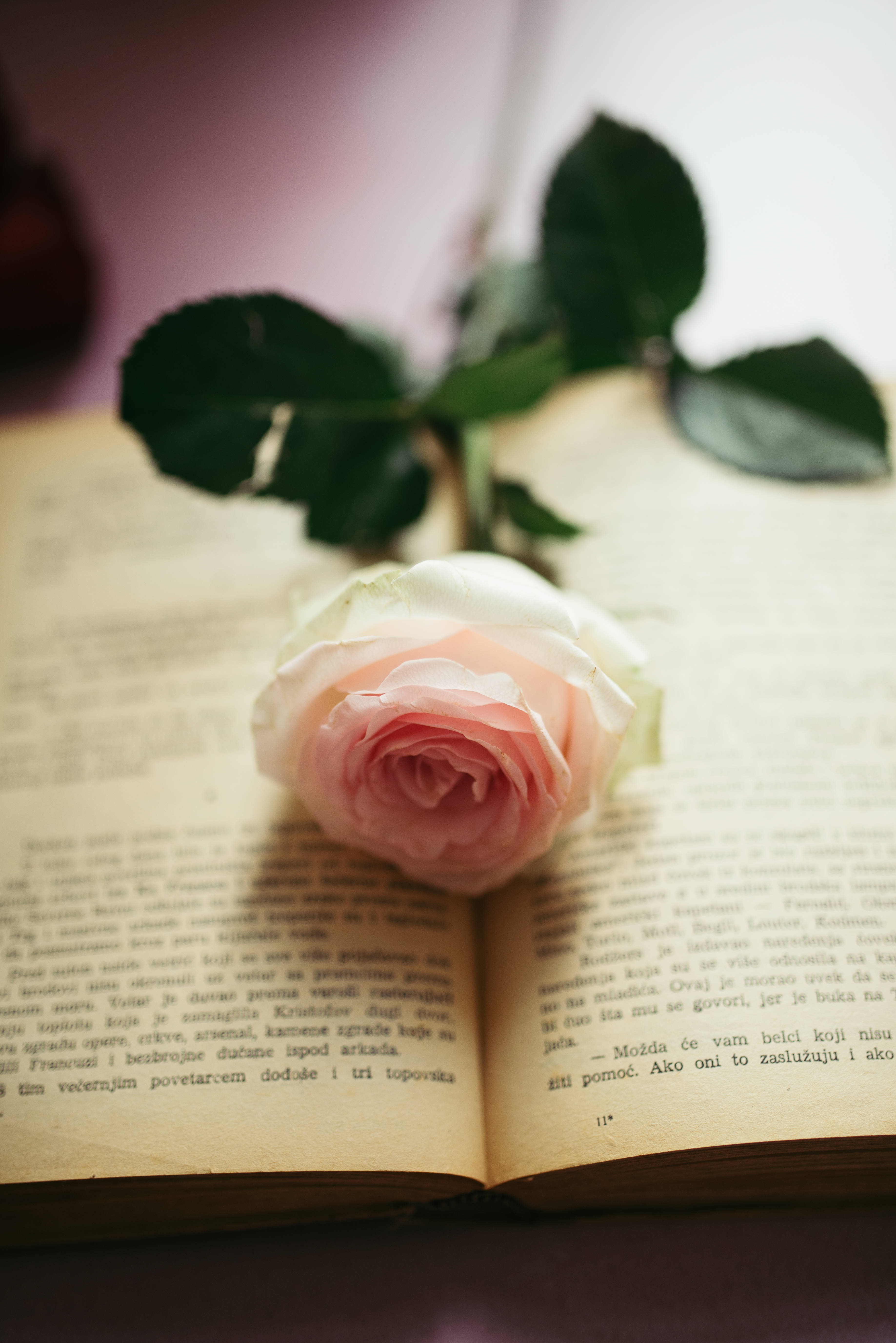 Pale Pink Aesthetic Rose, soft pink rose, open book, 5K Phone Wallpaper