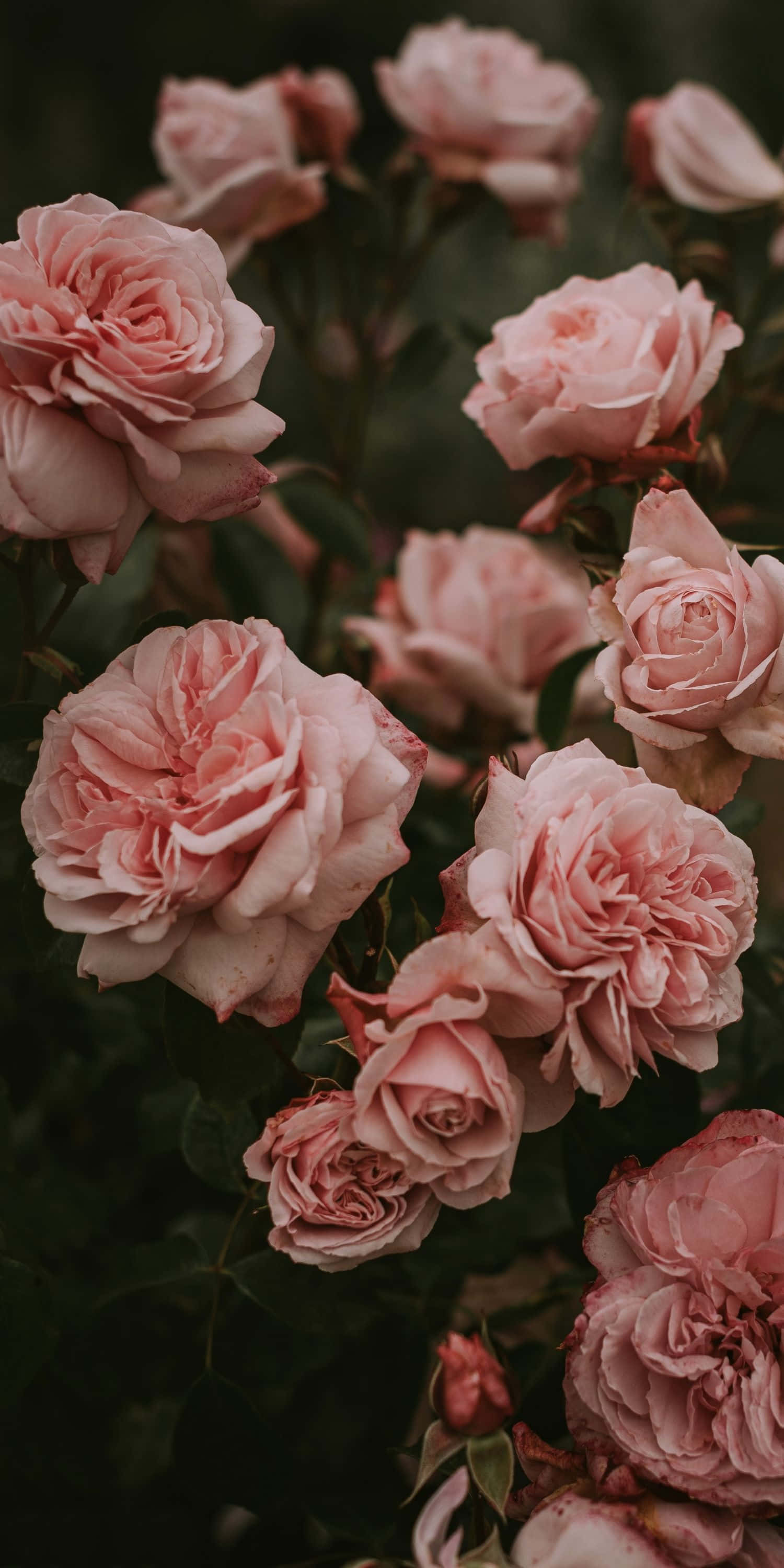rose pink aesthetic, soft pink roses, dark green foliage, 2K Phone Wallpaper