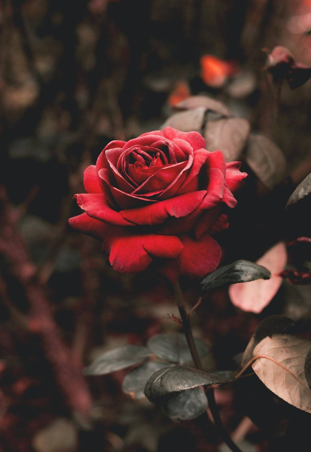 vivid red rose, intricate petals, softly blurred dark foliage background, HD Phone Wallpaper