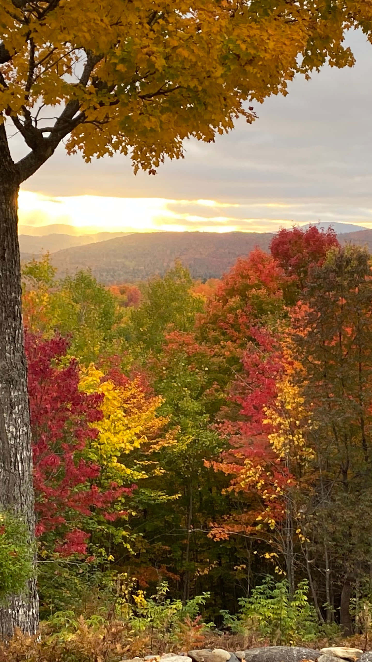 Sunset Sky, early fall, fiery red yellow and orange leaves, 2K Phone Wallpaper