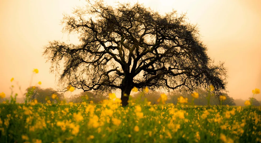 Aesthetic Spring