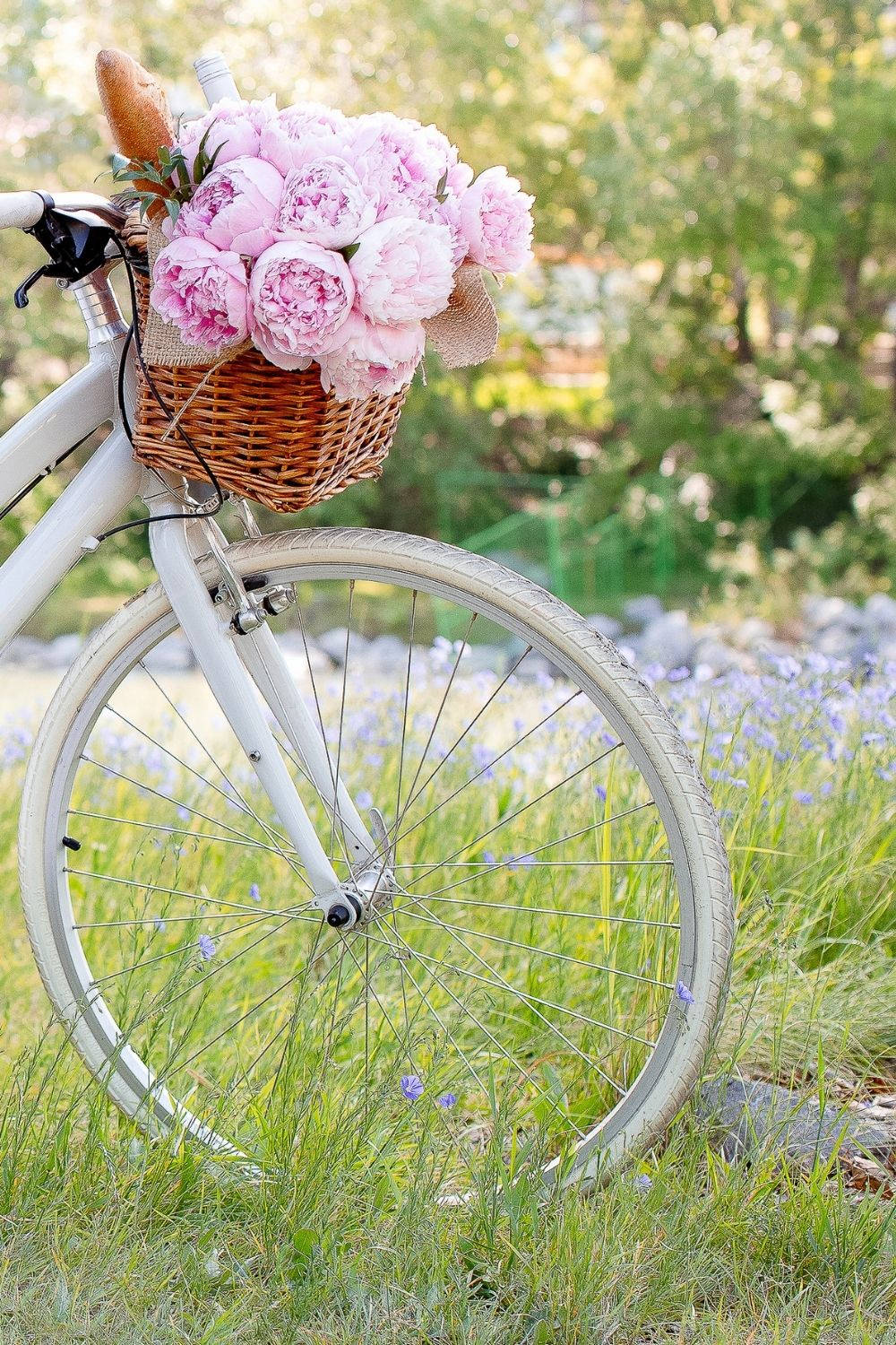 white bicycle, wicker basket, pink peonies, HD Phone Wallpaper
