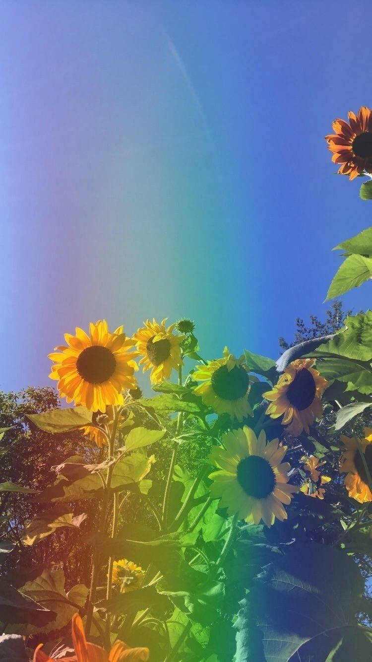 Aesthetic Spring, sunflowers, clear blue sky, HD Phone Wallpaper