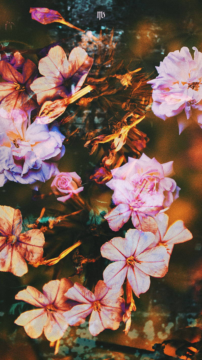 Aesthetic Spring, vibrant pink, purple flowers, HD Phone Wallpaper