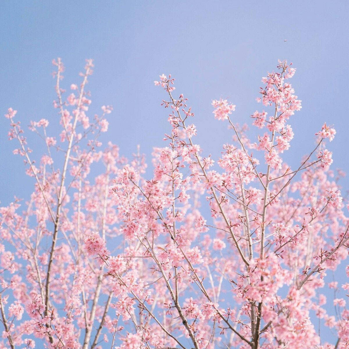 pink cherry blossoms, clear blue sky, soft natural light, SD Desktop Wallpaper