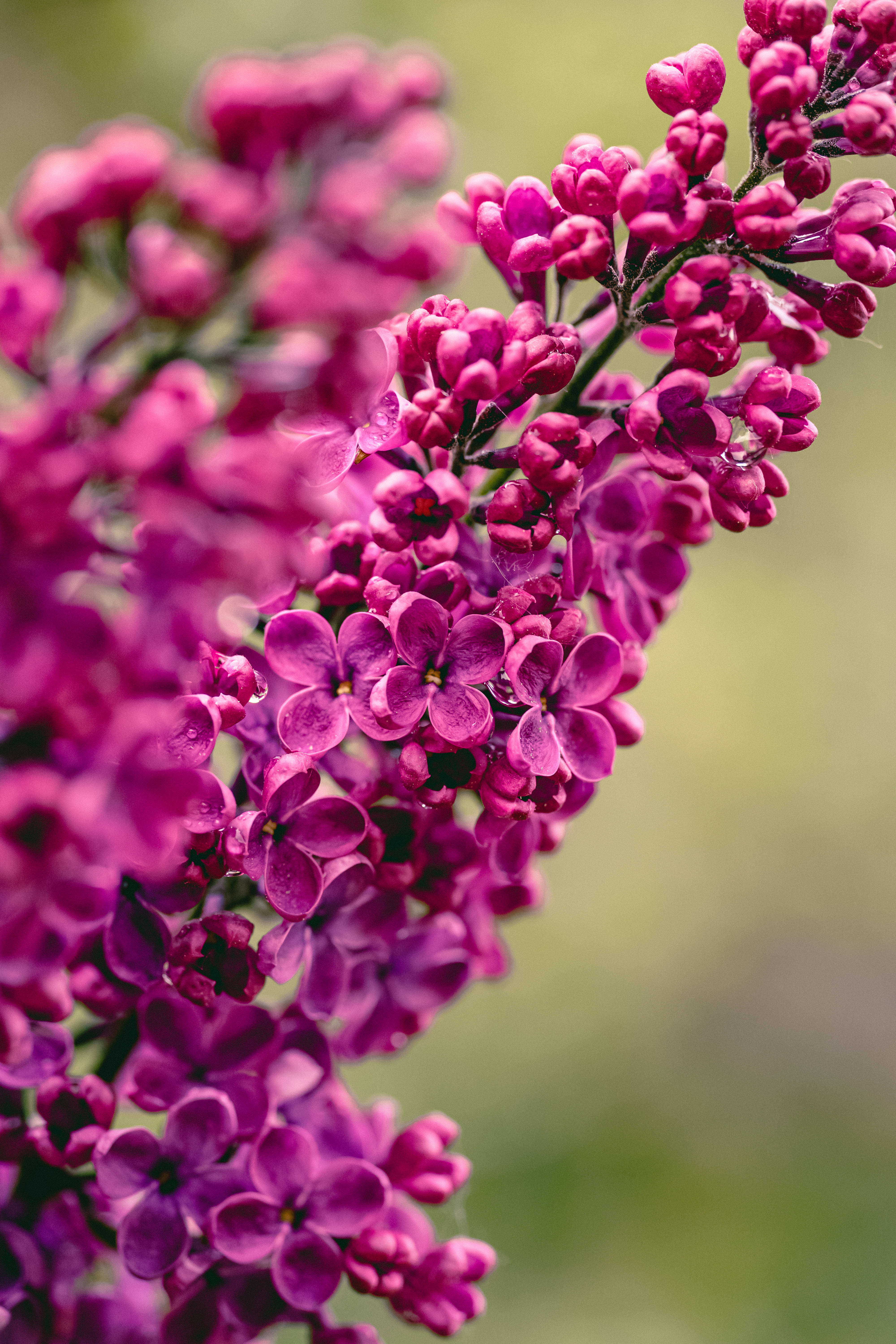 magenta lilac blossoms, dewdrops, soft blurred green background, 5K Phone Wallpaper