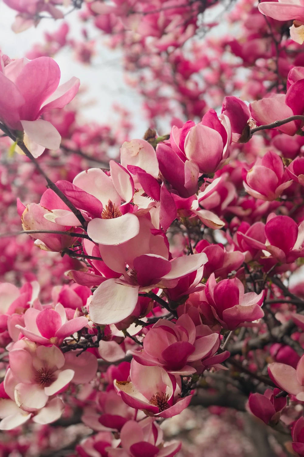 Aesthetic Spring, vibrant pink magnolia blossoms, dark branches, HD Phone Wallpaper