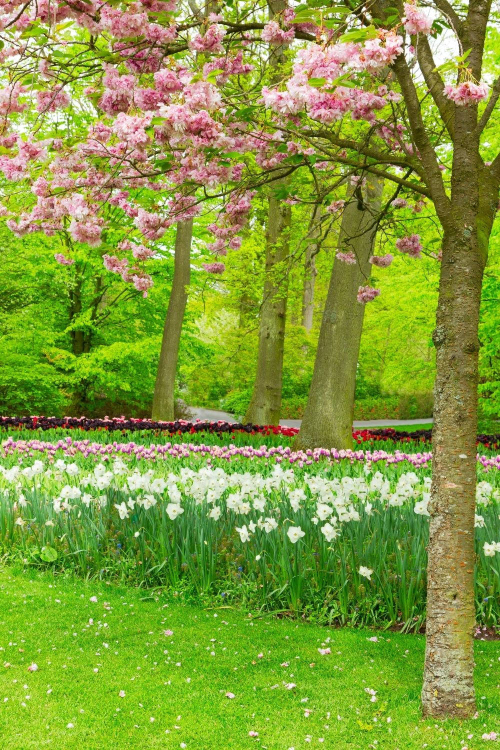 cherry blossoms, vibrant green lawn, white tulips, HD Phone Wallpaper