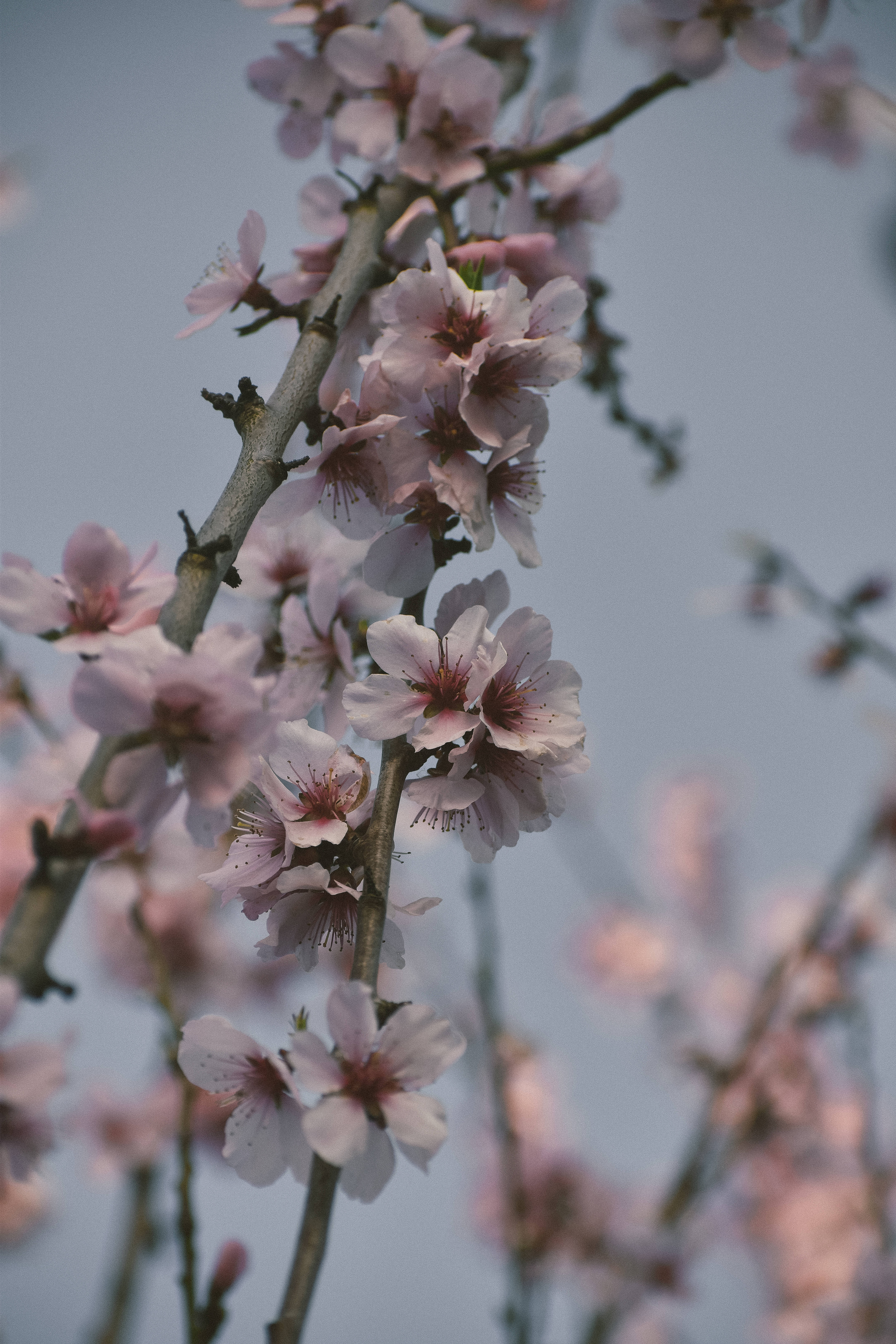cherry blossoms, pink, slender branches, 5K Phone Wallpaper
