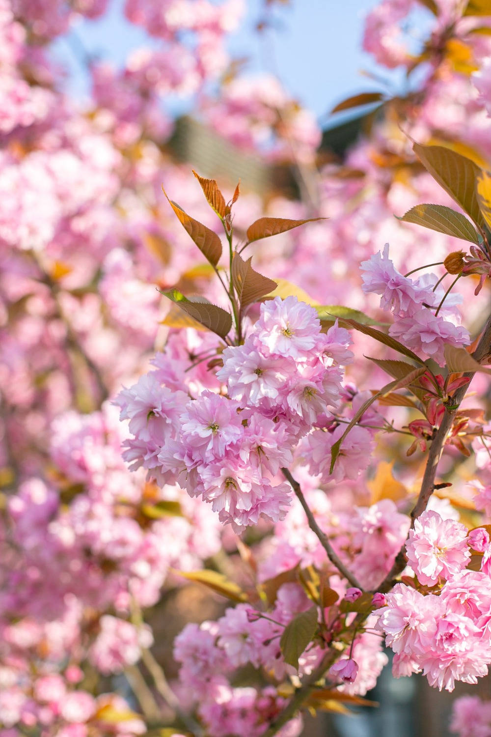 cherry blossoms, bright blue sky, warm sunlight, HD Phone Wallpaper