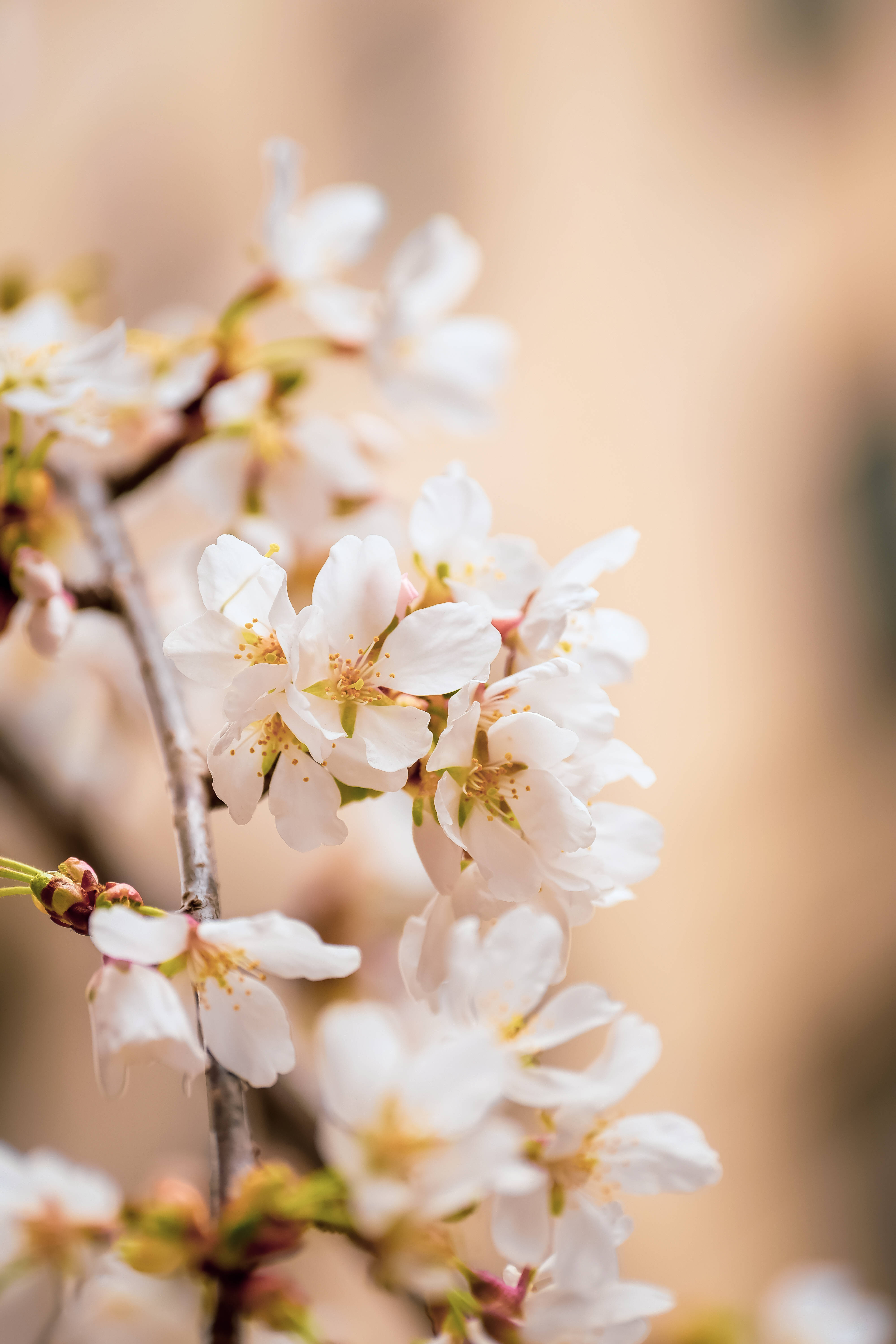cherry blossoms, white, slender branch, 5K Phone Wallpaper