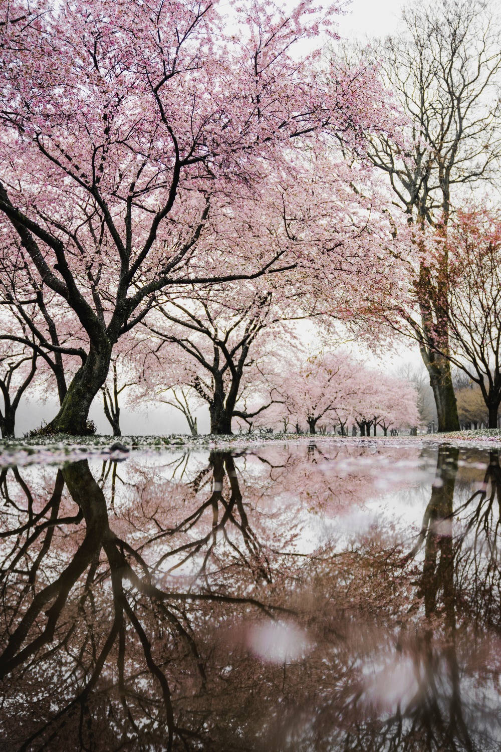 Aesthetic Spring, pink cherry blossoms, gnarled trees, HD Phone Wallpaper