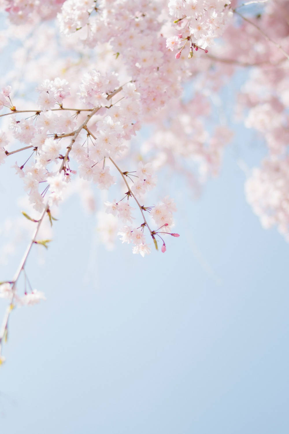 cherry blossoms, pink, blue sky, HD Phone Wallpaper