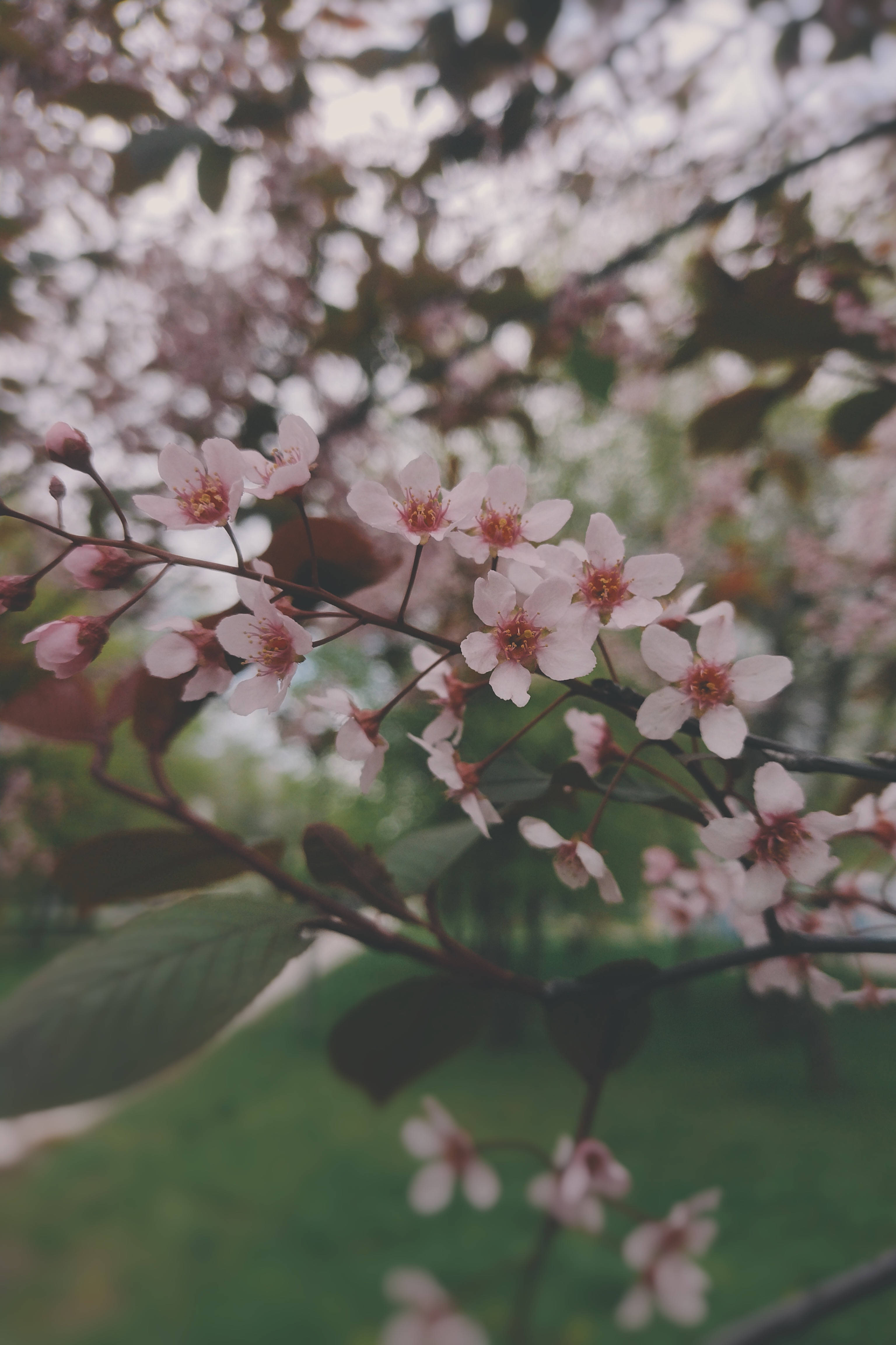 cherry blossoms, pink, dark branches, 4K Phone Wallpaper