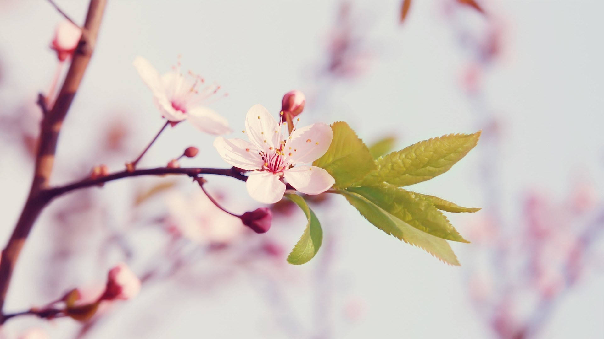 Aesthetic Spring, soft pink cherry blossoms, fresh green leaves, Full HD Desktop Wallpaper