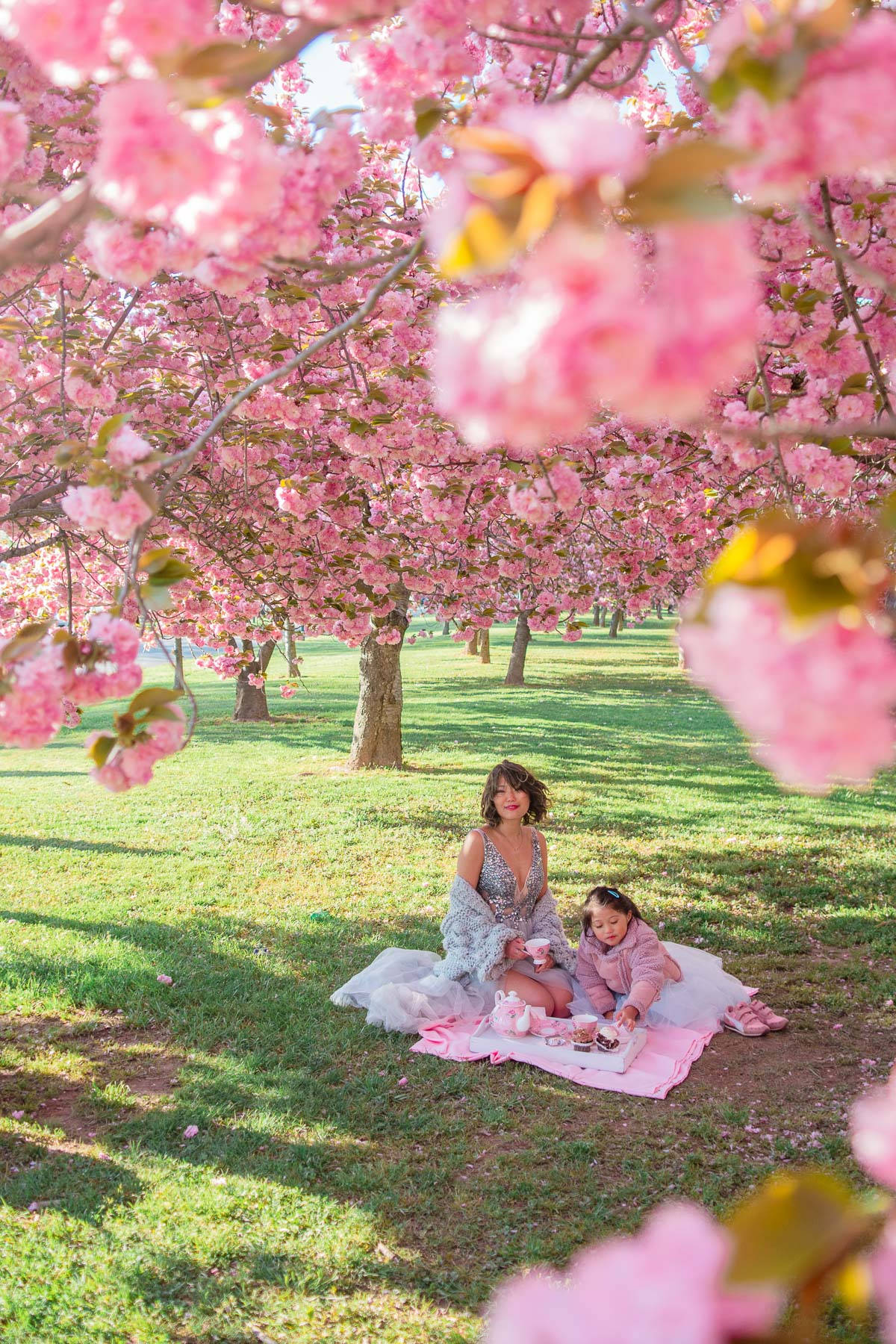 Aesthetic Spring, pink cherry blossoms, sunlit park, HD Phone Wallpaper