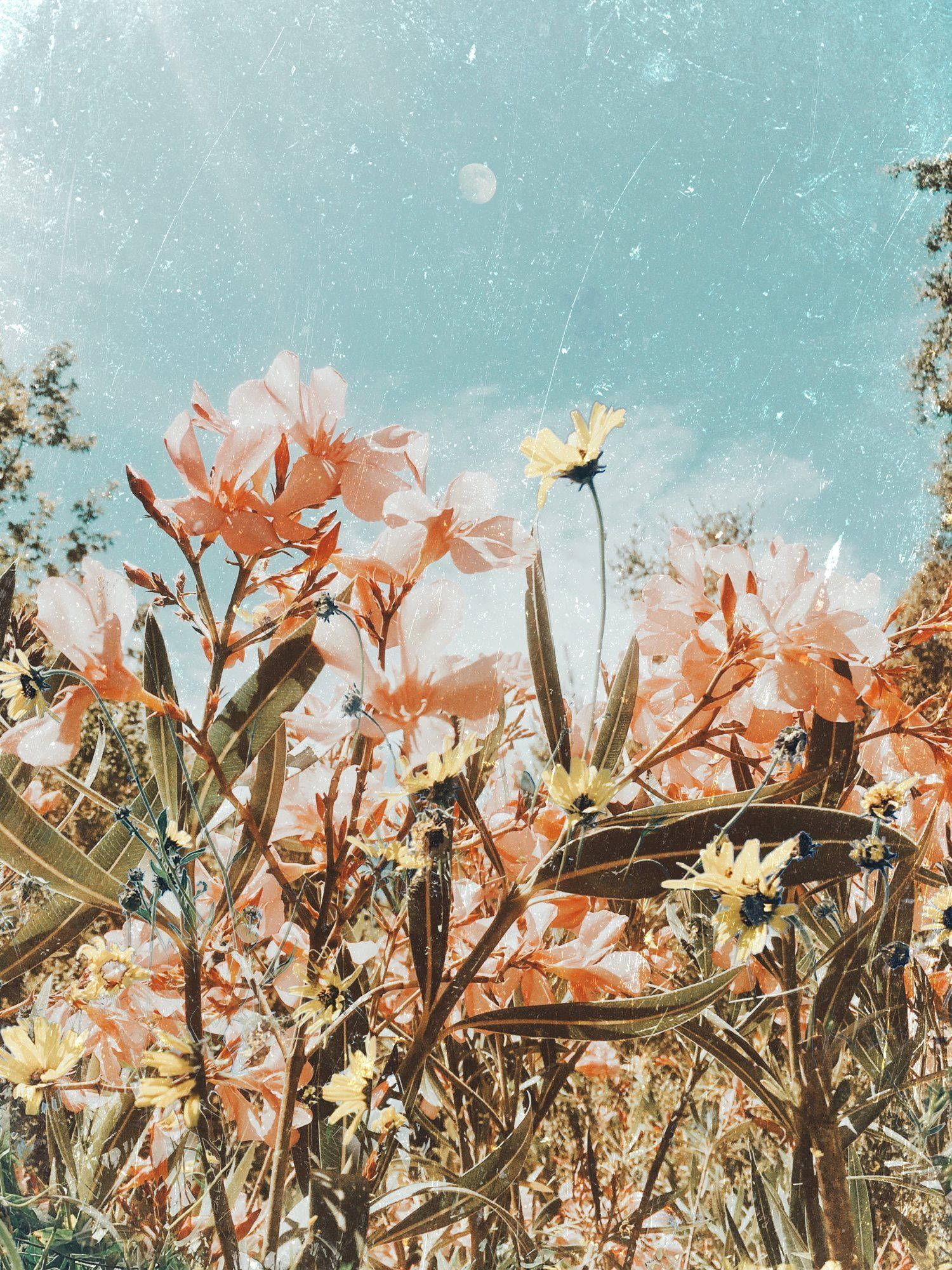 vibrant orange, yellow wildflowers, textured teal sky, Full HD Phone Wallpaper
